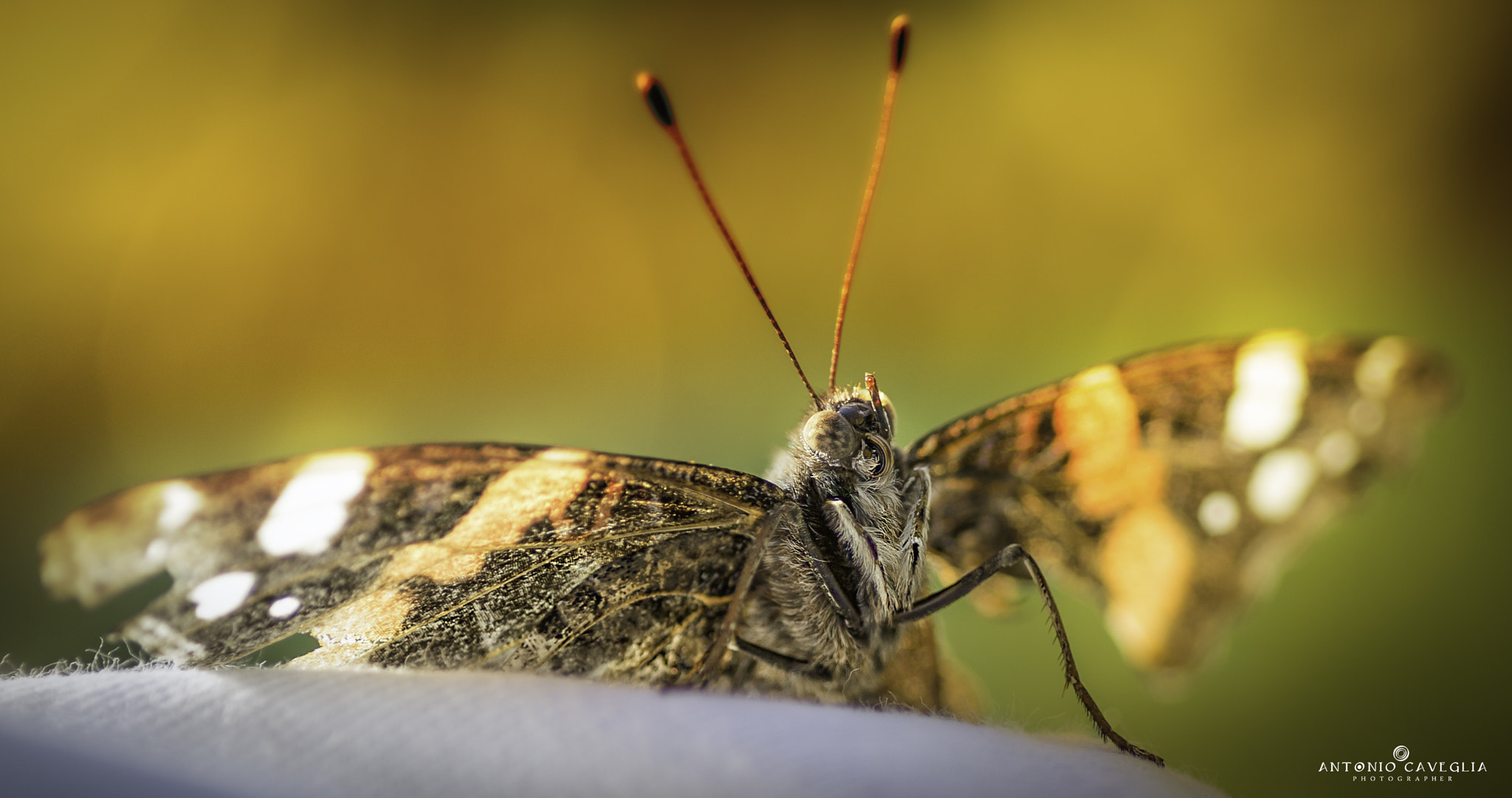 Canon EOS 6D + Tamron SP AF 90mm F2.8 Di Macro sample photo. Butterfly photography