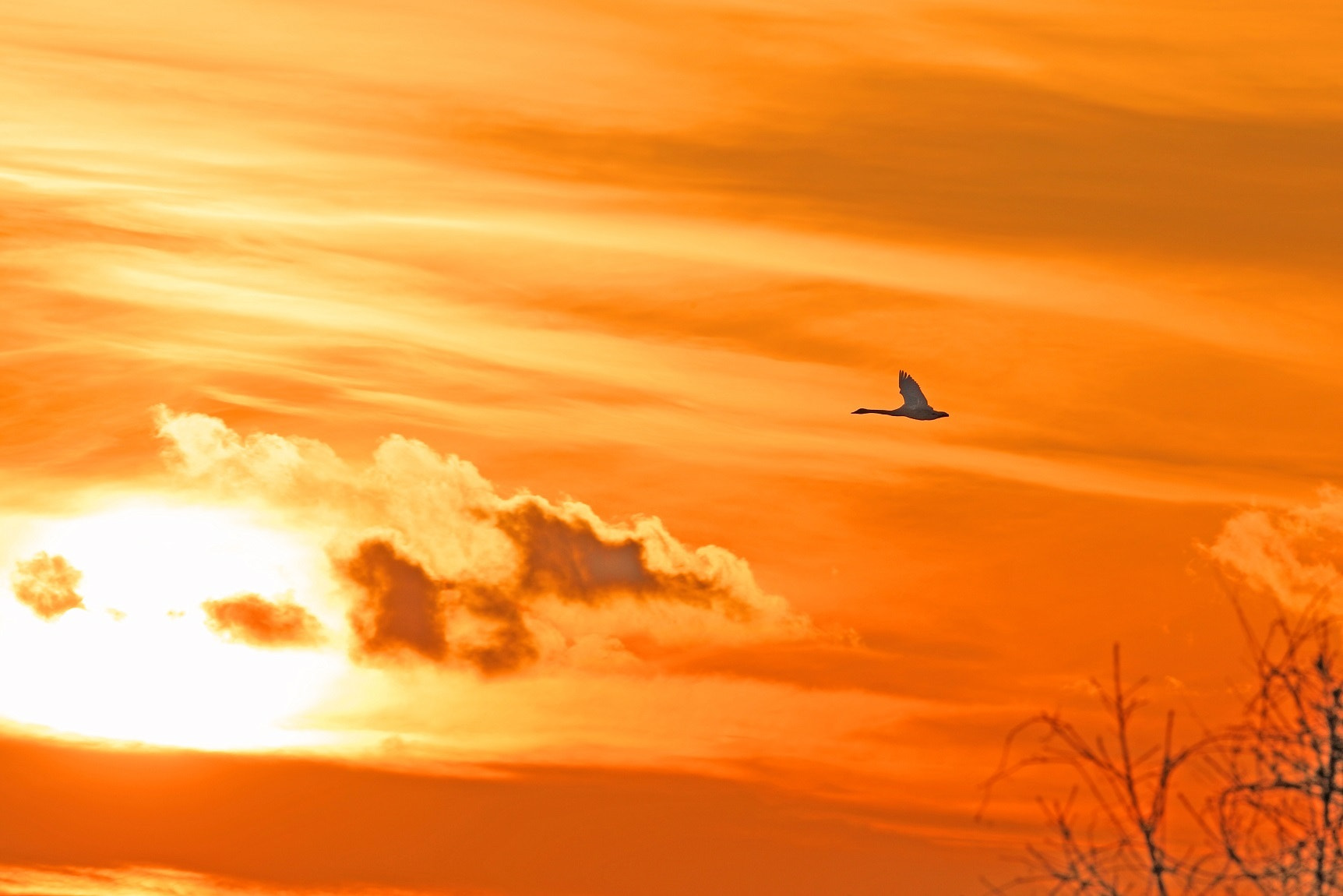 Canon EF 400mm F2.8L IS II USM sample photo. Swan's way home photography