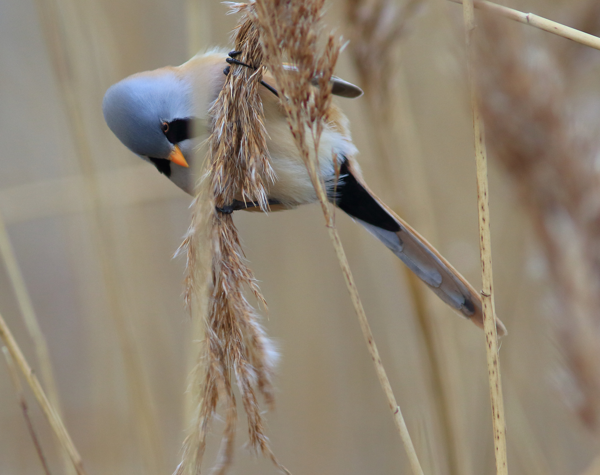 Canon EF 300mm F4L IS USM sample photo. Bearded reedling photography