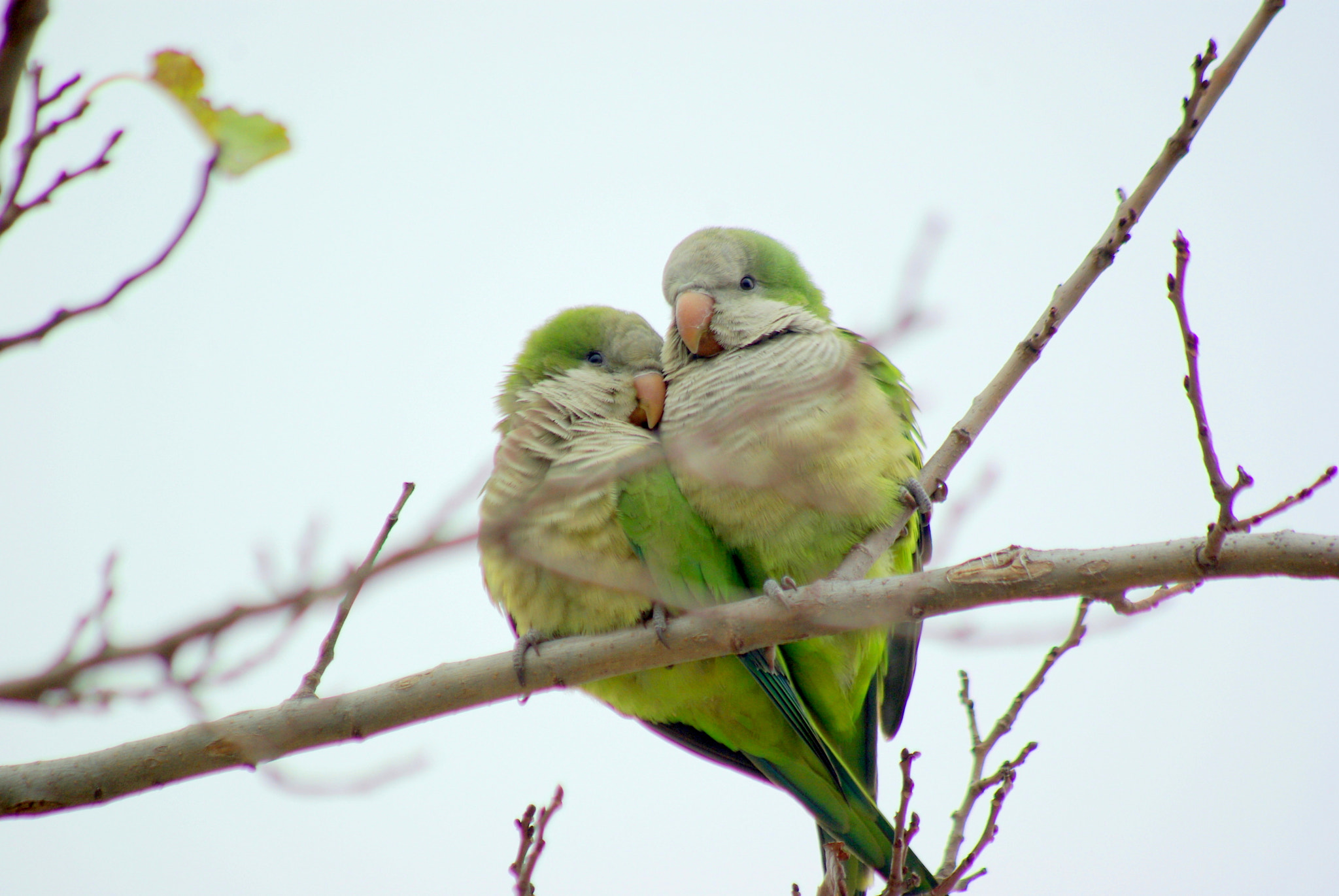 Pentax K10D sample photo. Monk parrot love photography