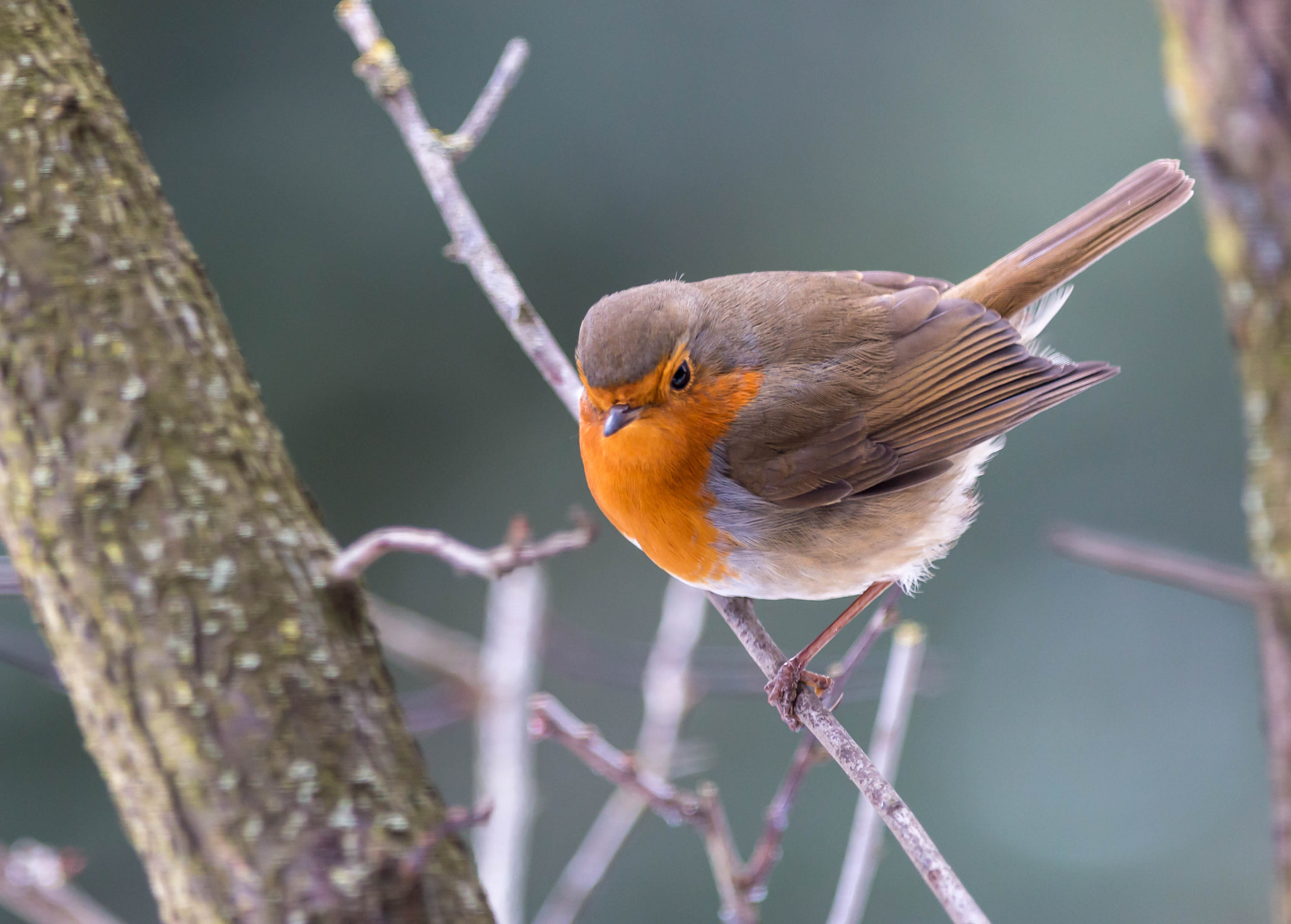 Canon EOS 70D + Canon EF 300mm F2.8L IS USM sample photo. Rouge gorge photography