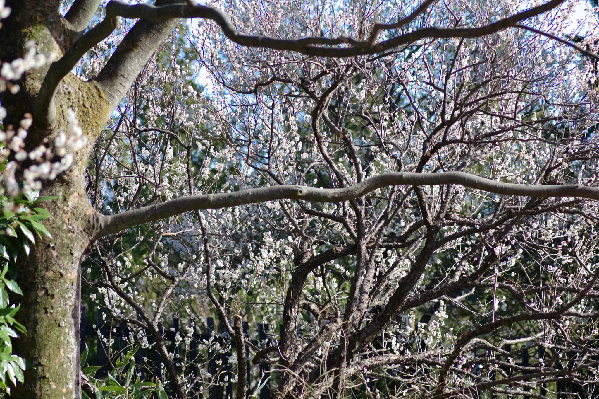 Pentax smc D-FA 100mm F2.8 Macro WR sample photo. February tokyo 1 photography