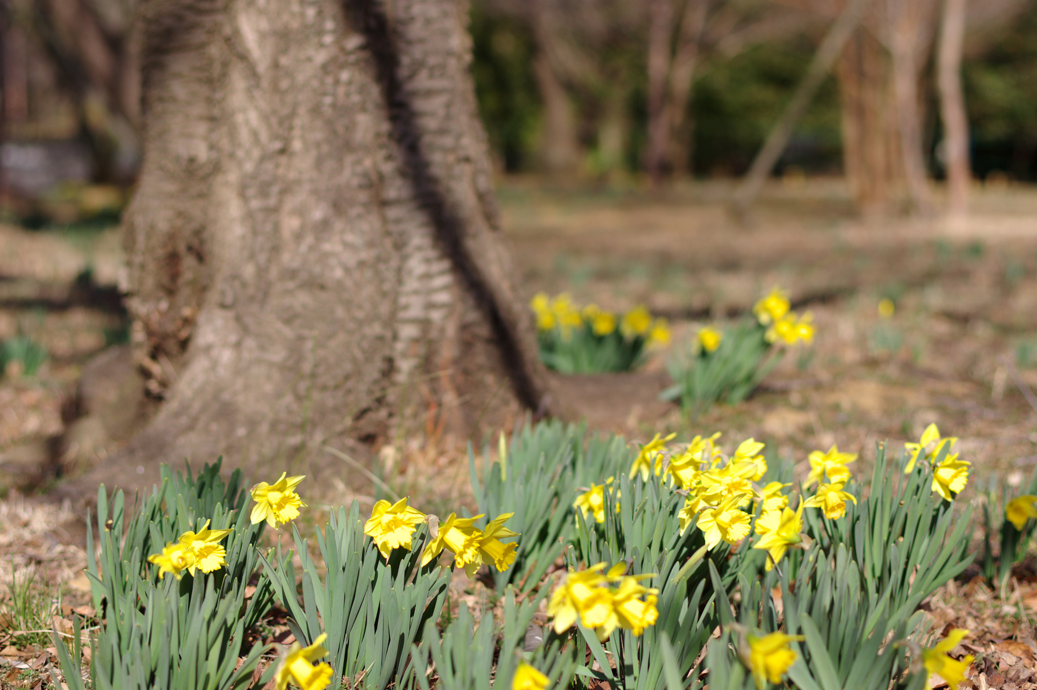 Pentax K-3 + Pentax smc DA* 55mm F1.4 SDM sample photo. February tokyo 3 photography