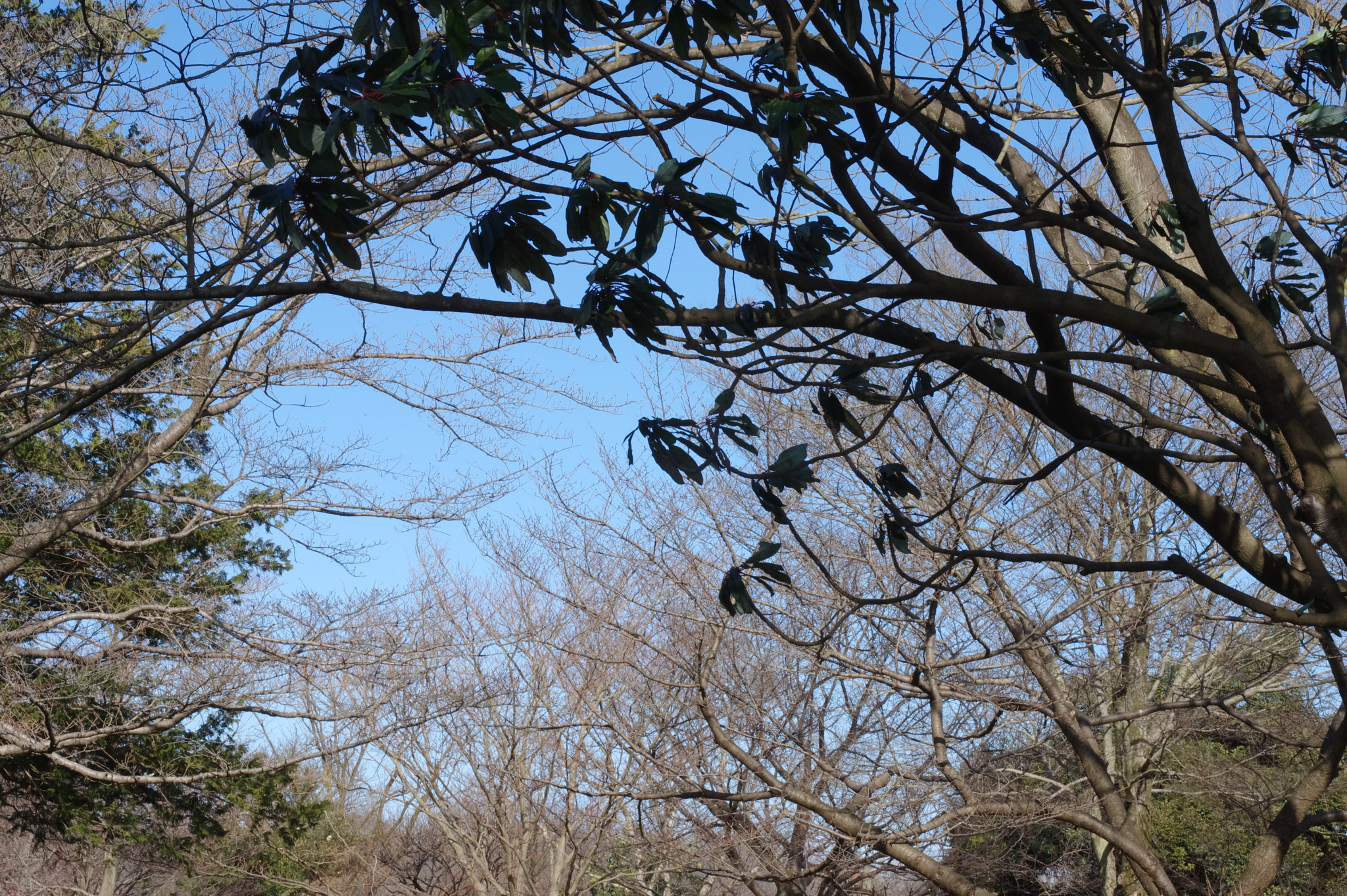 Pentax K-3 sample photo. February tokyo 2 photography