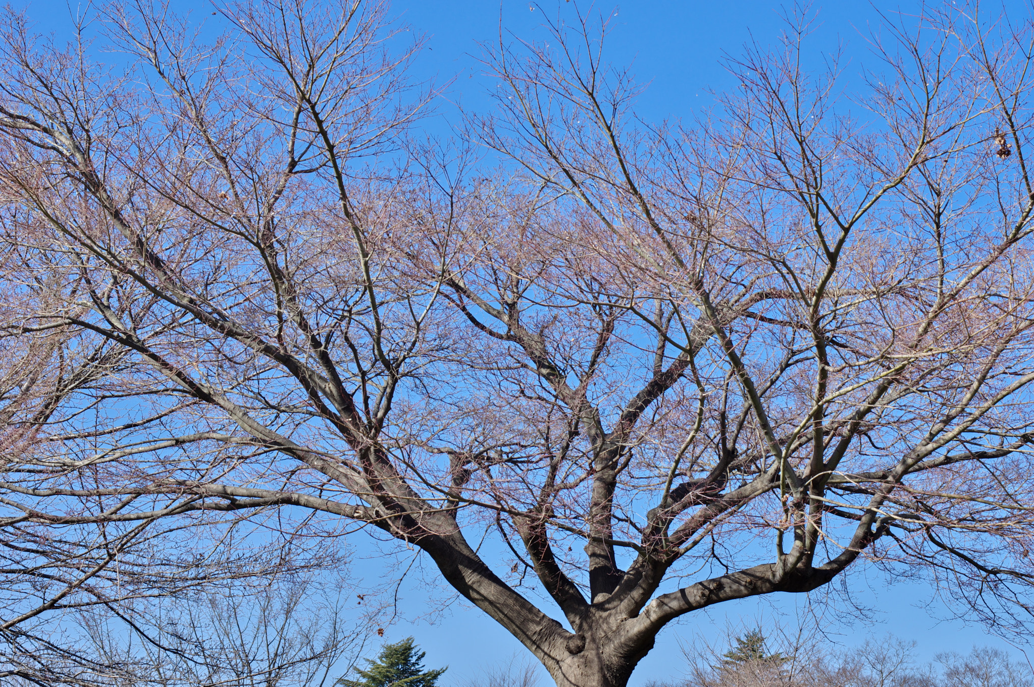 Pentax K-3 sample photo. February tokyo 4 photography