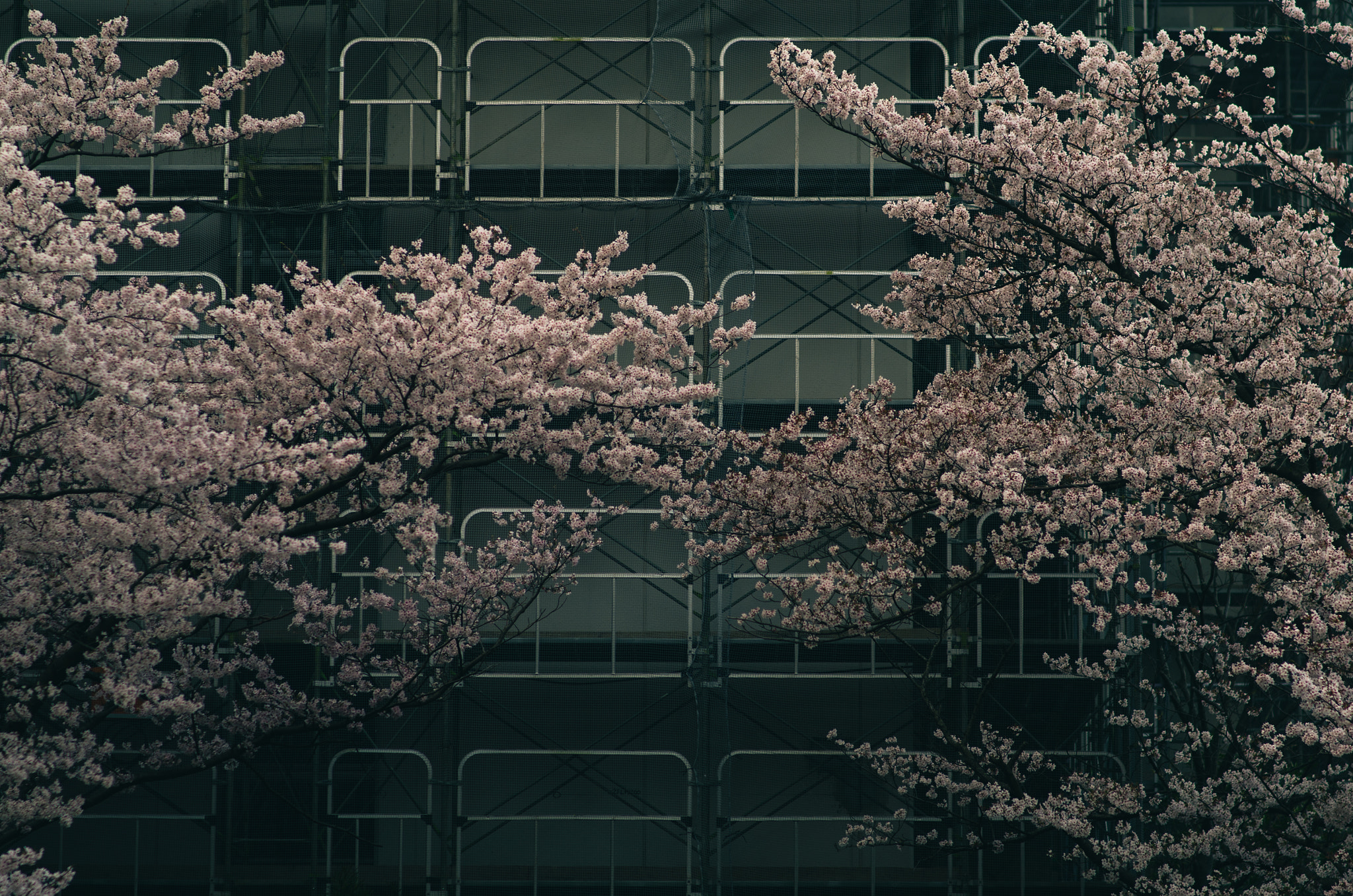 Pentax K-01 + A Series Lens sample photo. Sakura blossom photography