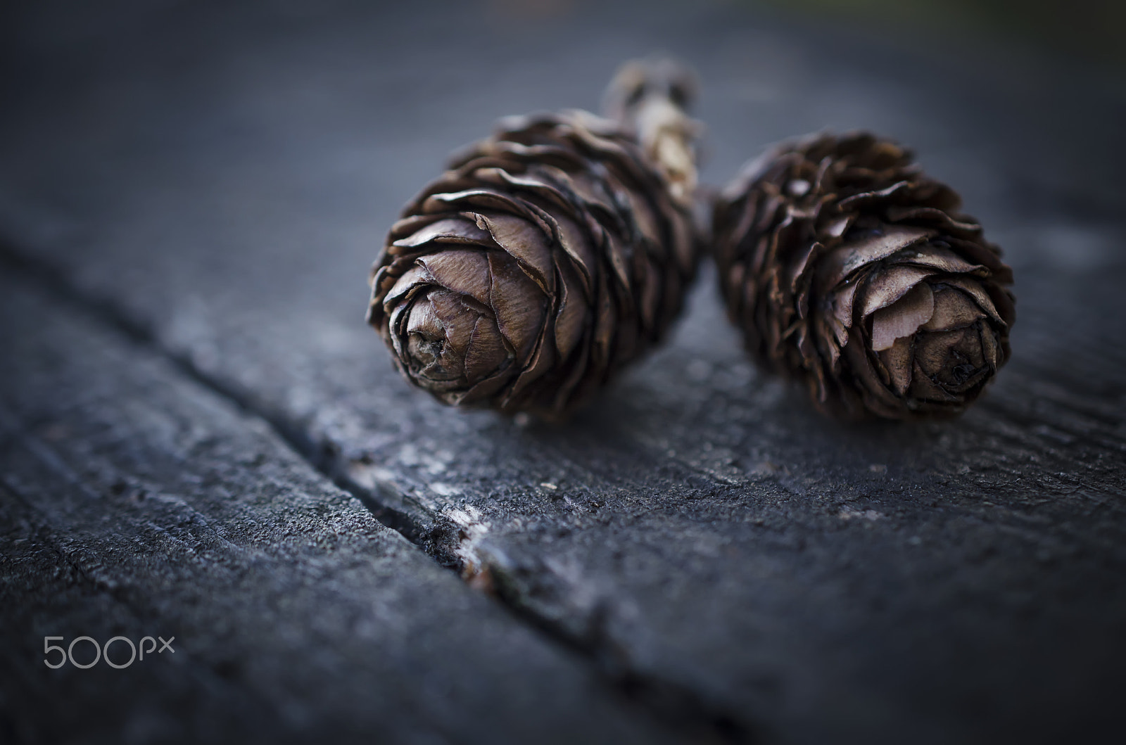 Nikon AF-S DX Micro Nikkor 40mm F2.8 sample photo. Two fir cones photography