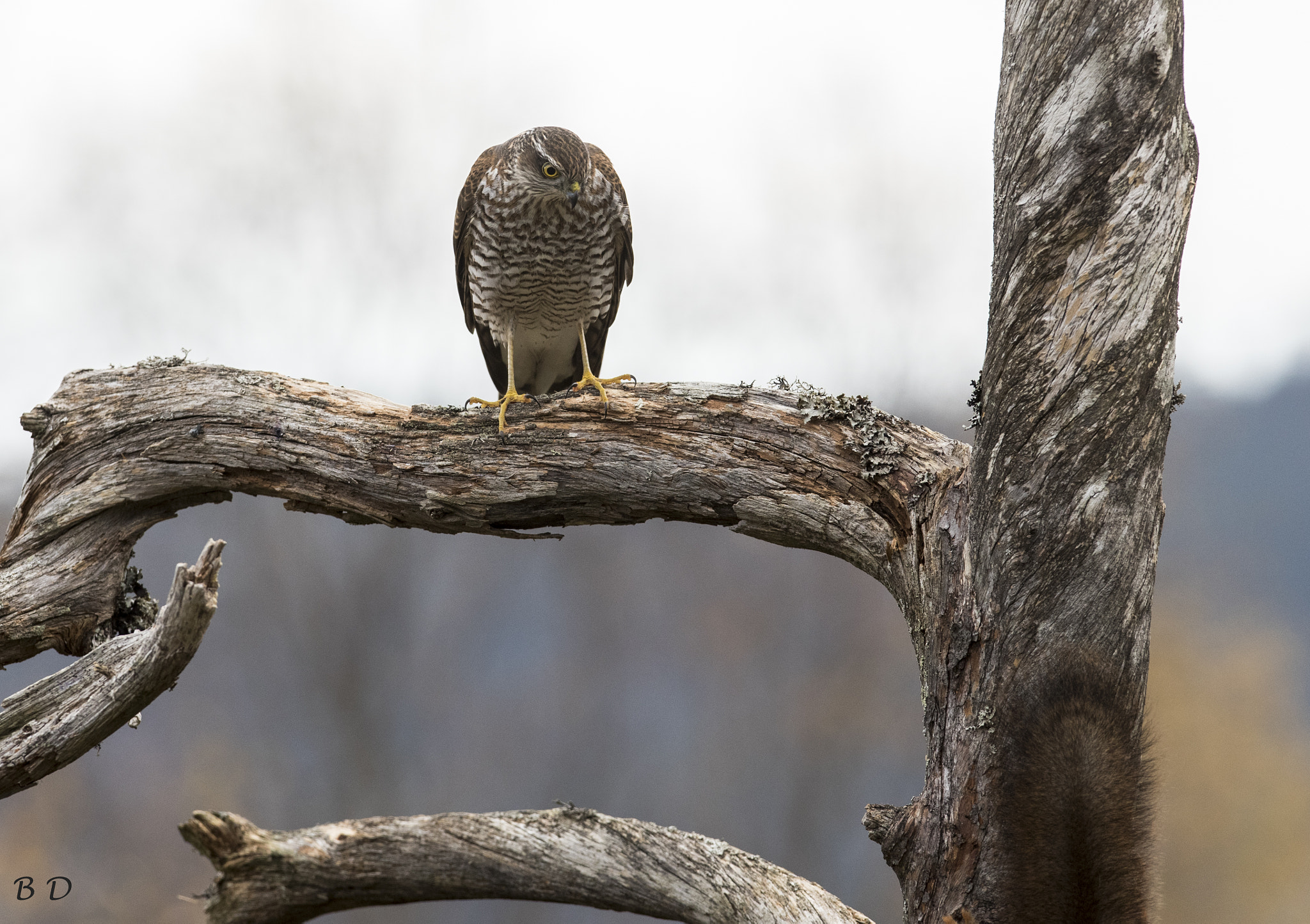 Canon EF 300mm F2.8L IS USM sample photo. Sparrow hawk to late again...... photography