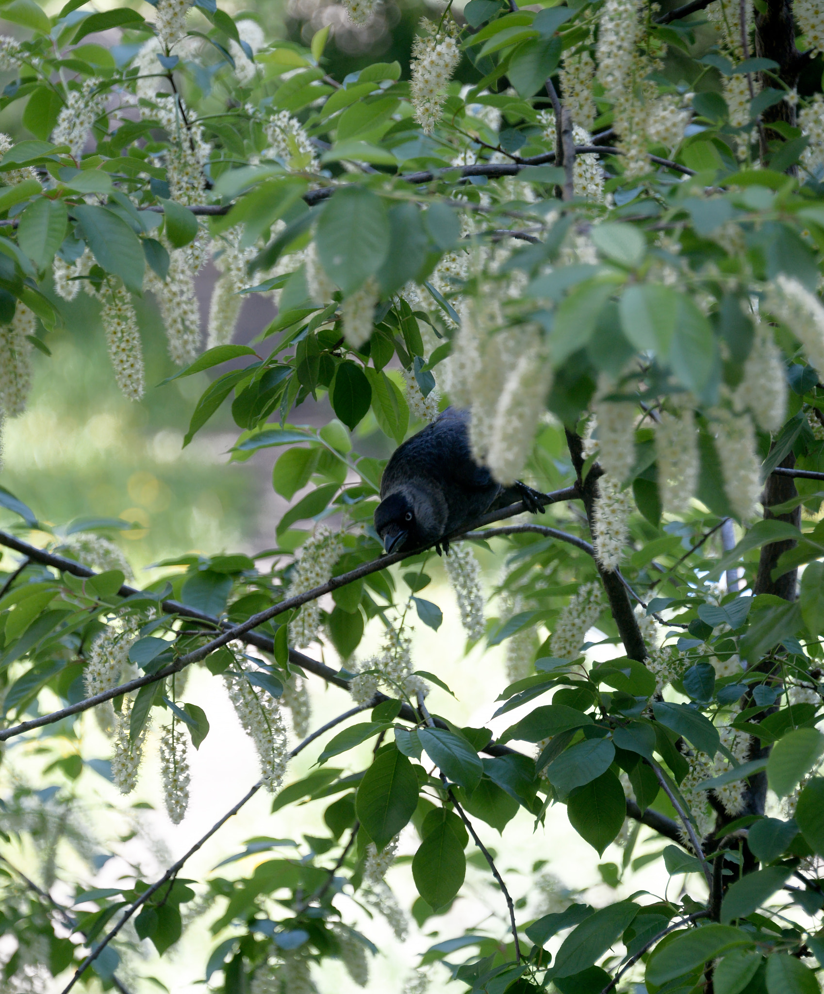 Nikon Df sample photo. Who’s there? photography