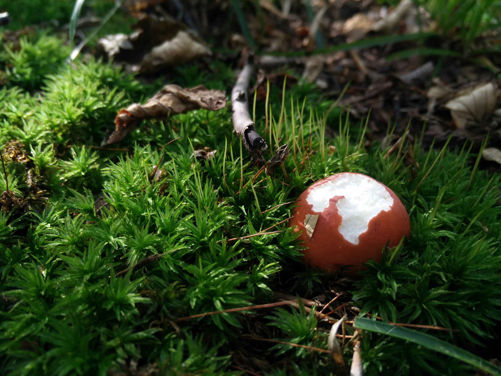 OPPO Find7 sample photo. White-red-green photography