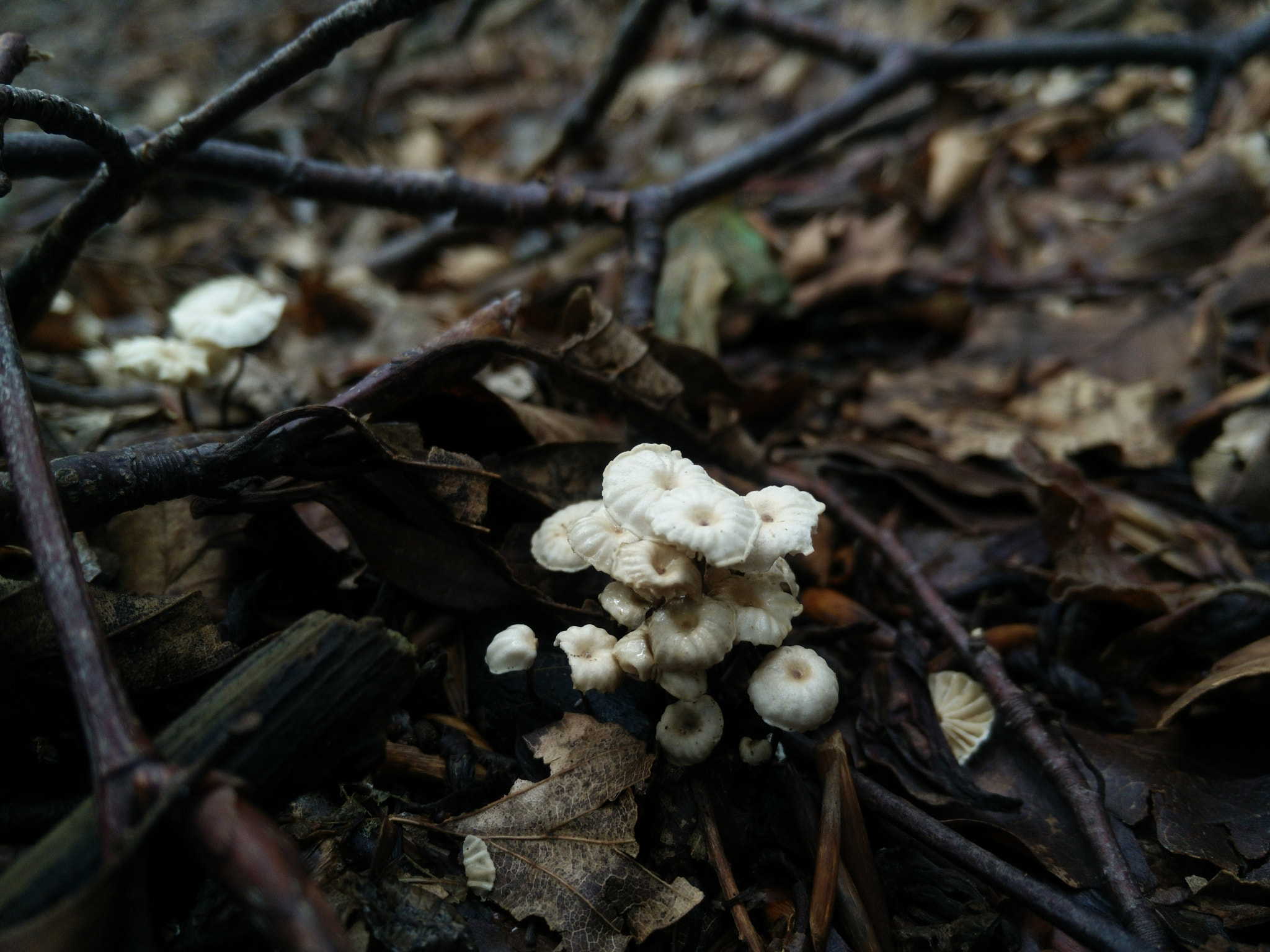 OPPO Find7 sample photo. Mushrooms photography