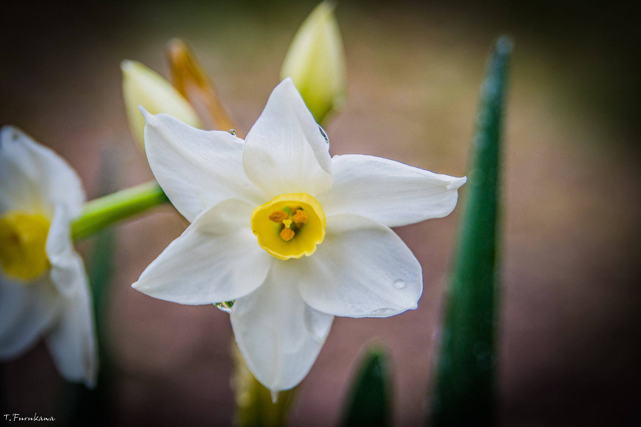 Pentax K-S2 sample photo. Daffodil photography