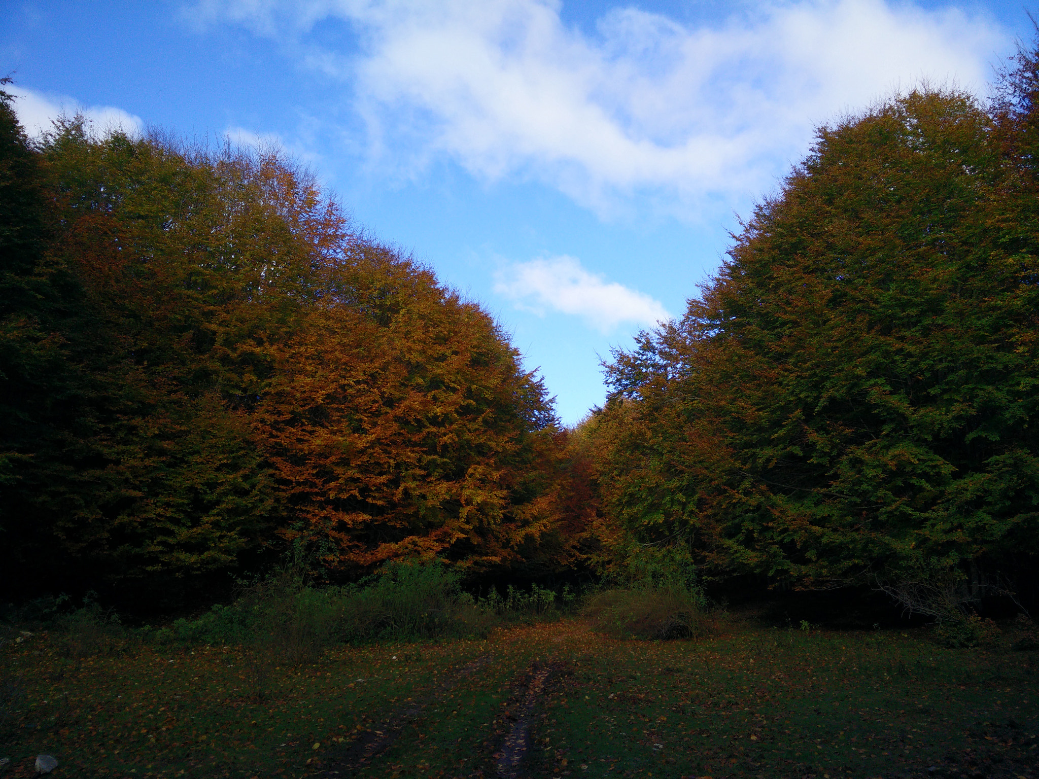 OPPO Find7 sample photo. Autumn colors photography