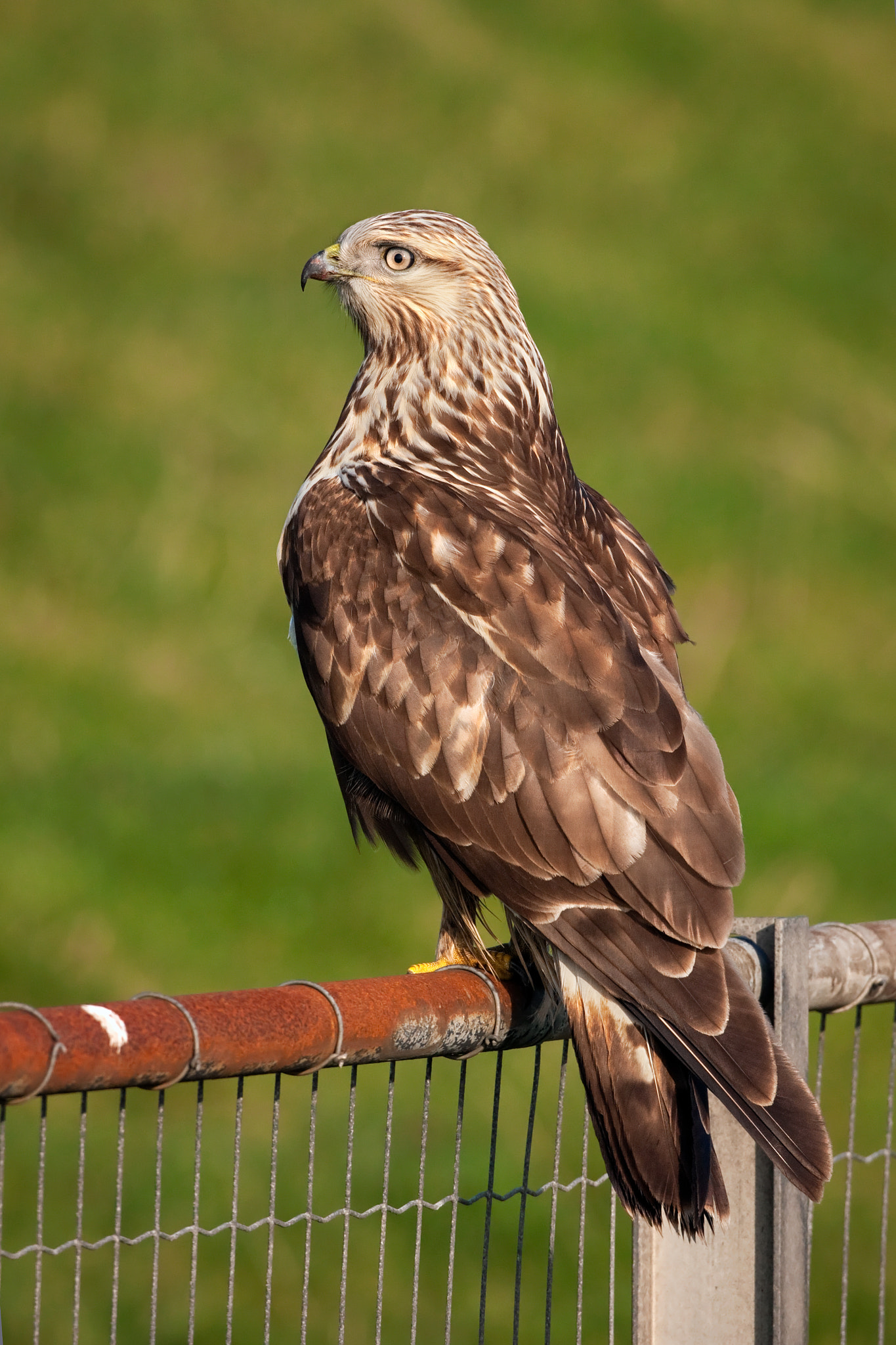 Canon EOS 40D sample photo. Rough-legged buzzard photography