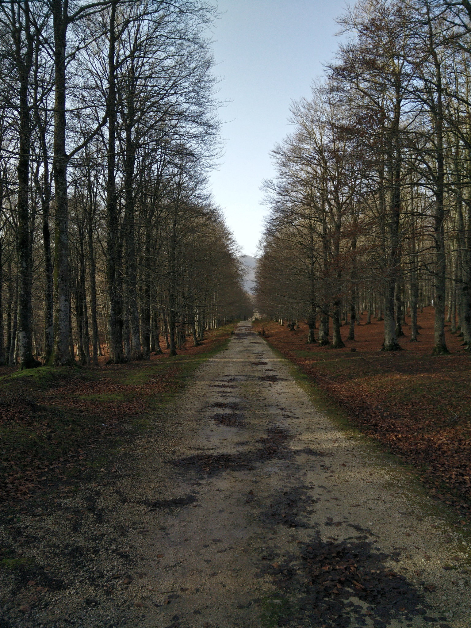 OPPO Find7 sample photo. The road in the woods photography