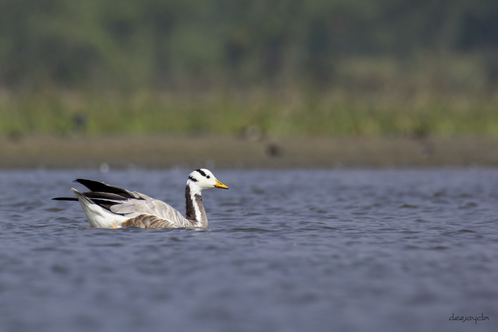 Tamron SP 150-600mm F5-6.3 Di VC USD sample photo. Peaceful swim photography