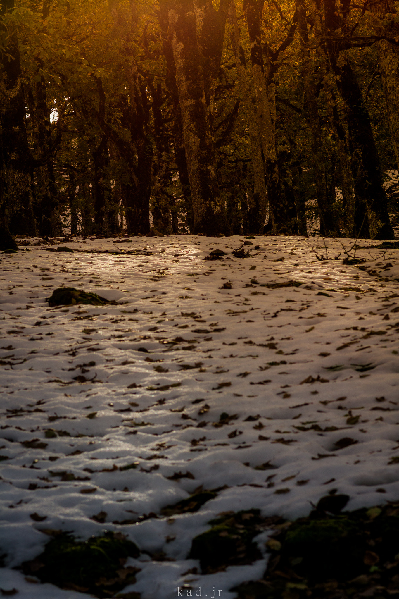 Nikon D5200 + Nikon AF-S Nikkor 85mm F1.8G sample photo. Golden snow photography