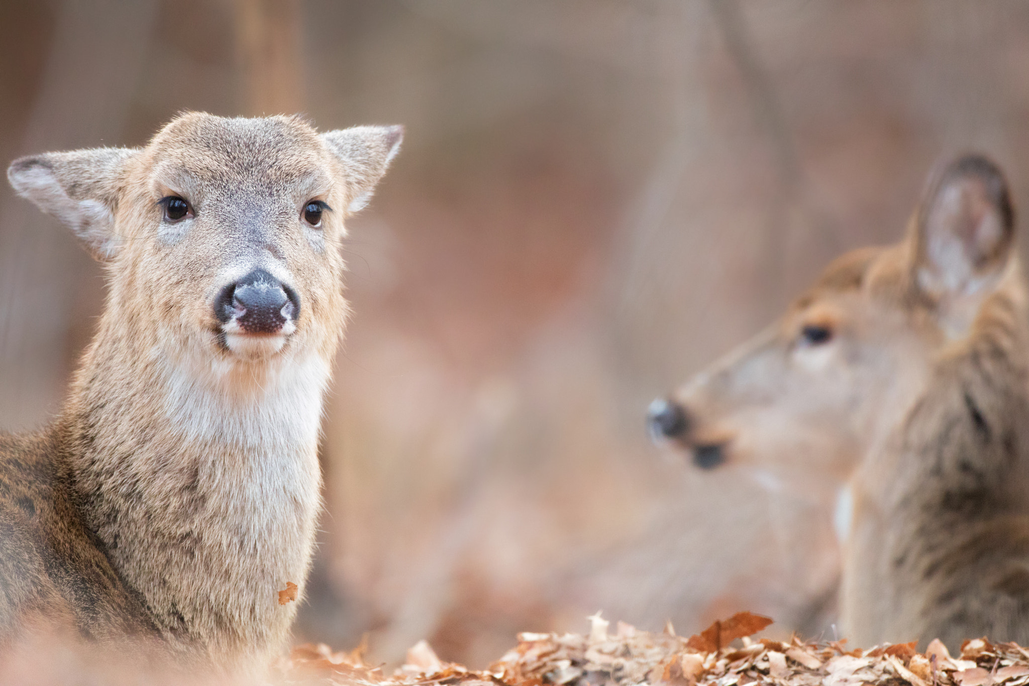 Canon EOS 80D + Canon EF 500mm F4L IS USM sample photo. Doe pair resting photography