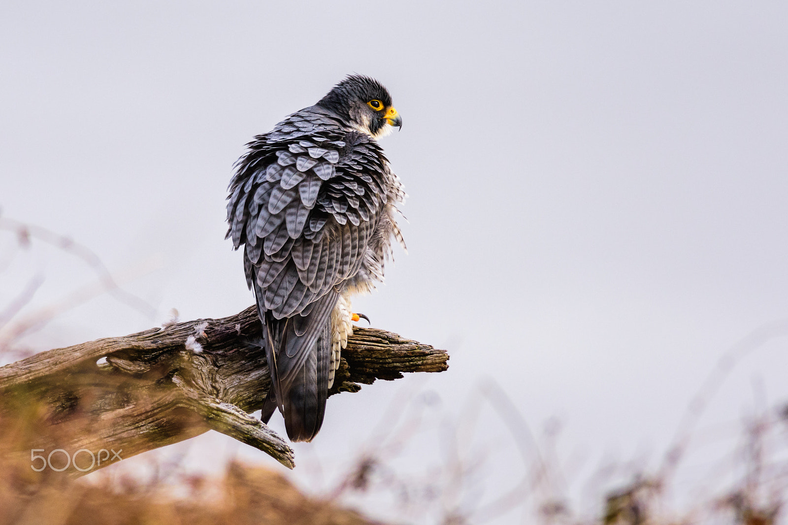 Nikon D7200 sample photo. Peregrine "the magnificent" photography