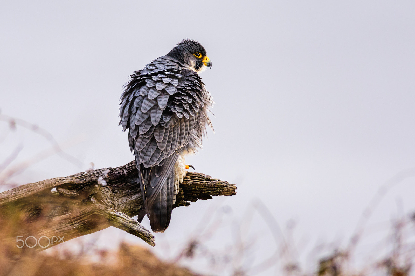 Nikon D7200 + Nikon AF-S Nikkor 300mm F4D ED-IF sample photo. Peregrine "the magnificent" photography