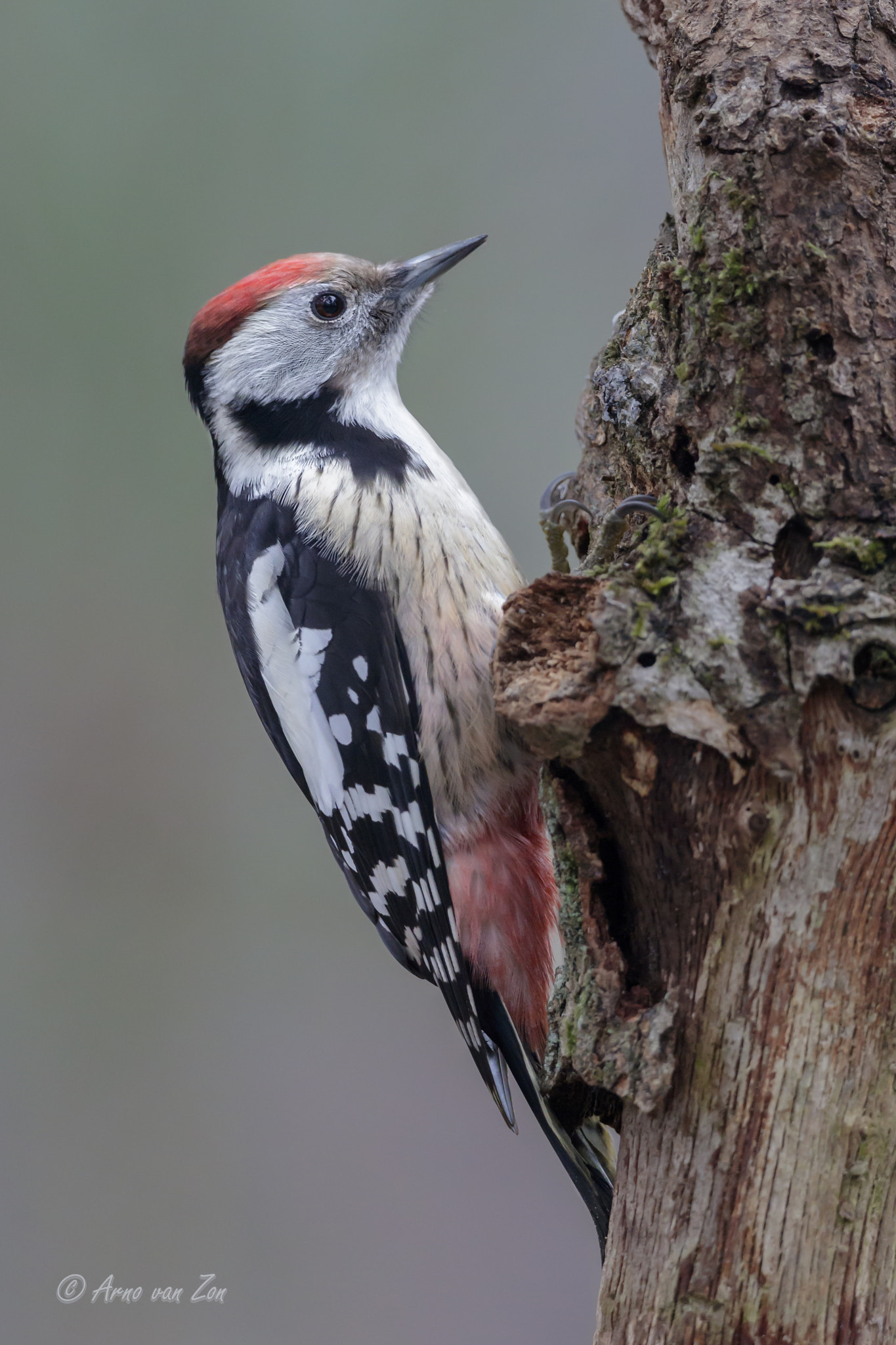 Canon EF 500mm F4L IS USM sample photo. Middle spotted woodpecker... photography