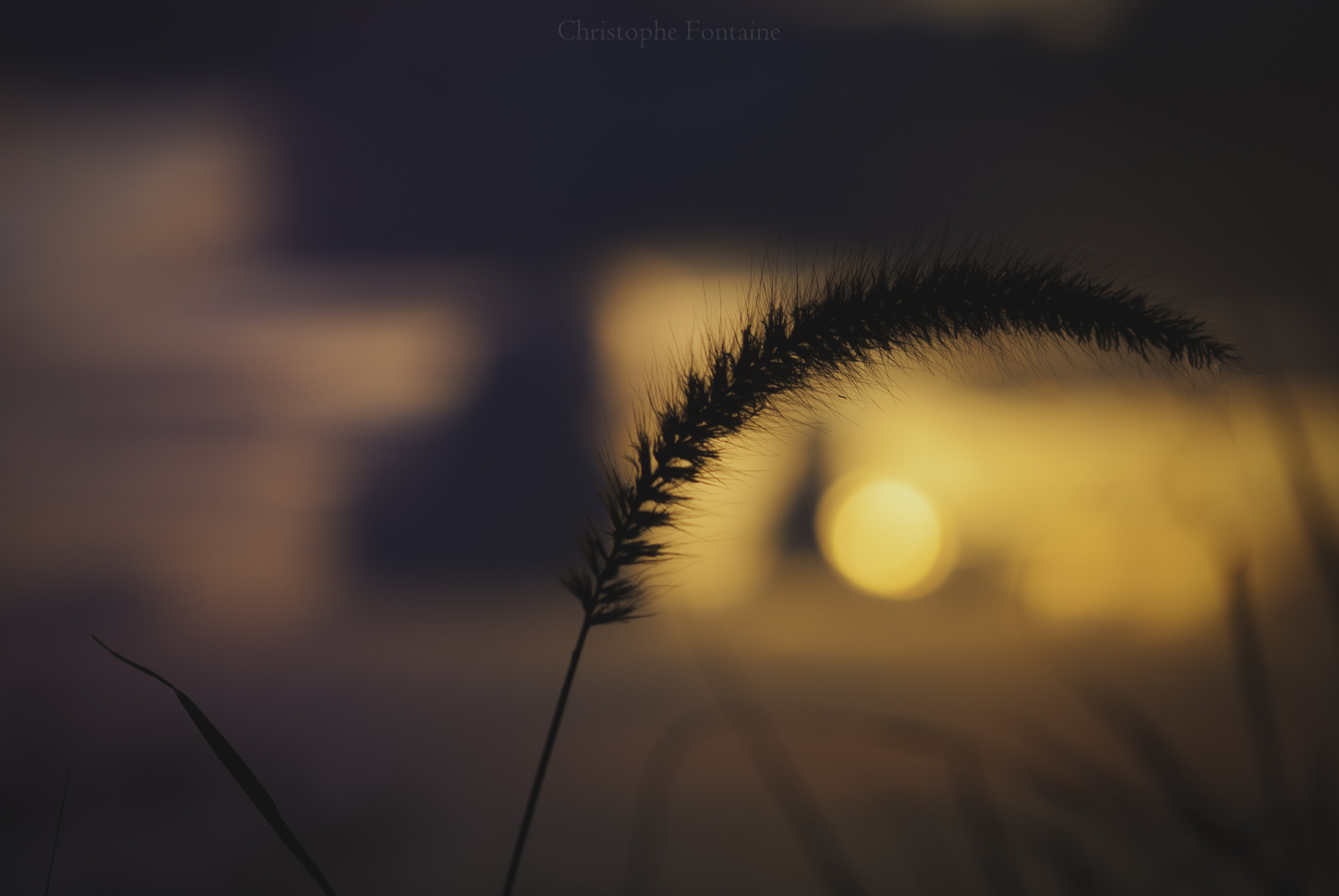 Sigma 70-300mm F4-5.6 APO DG Macro sample photo. Backlight sunset photography