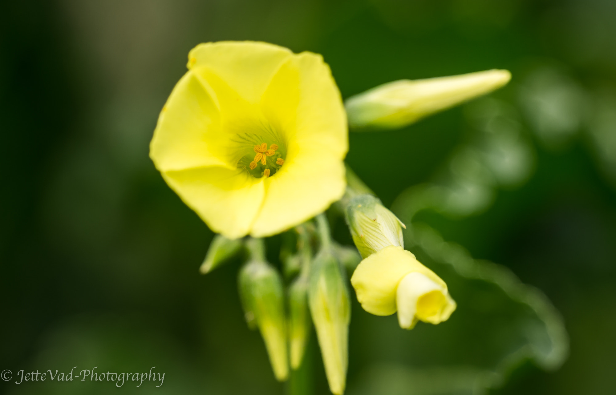 Sony E 18-200mm F3.5-6.3 OSS sample photo. Yellow flower photography