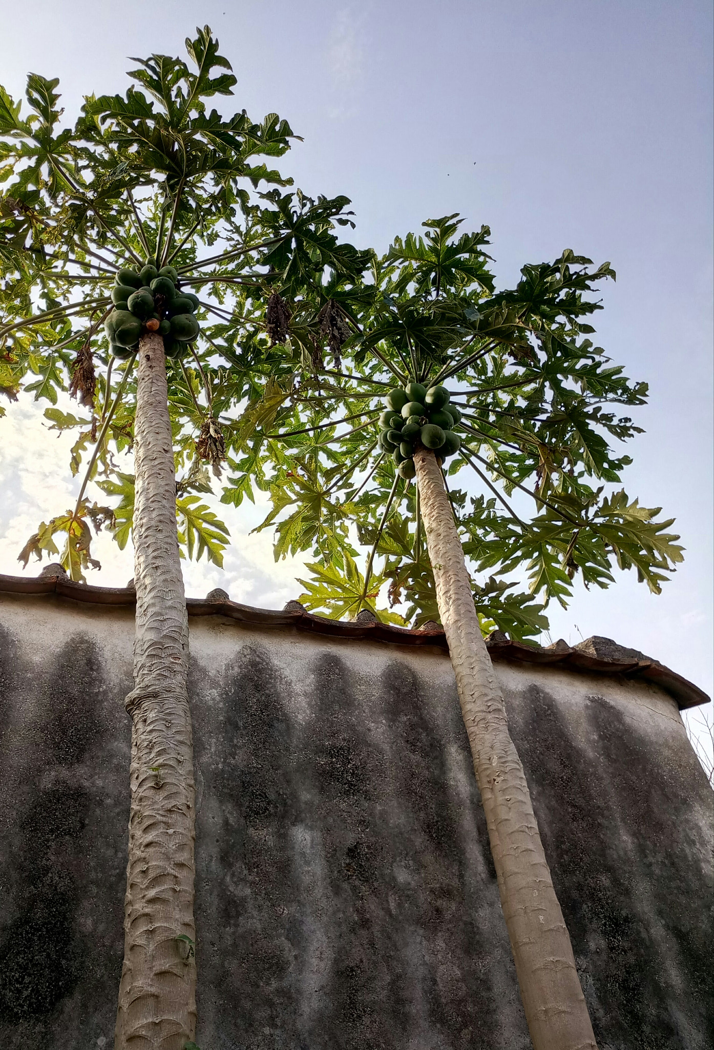 Meizu MX6 sample photo