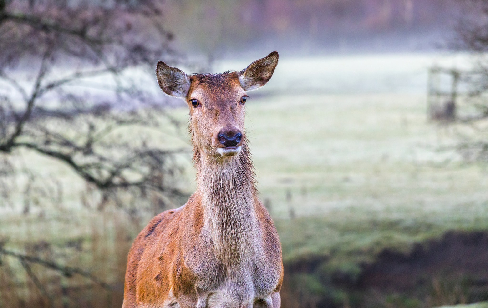 Canon EF 70-300mm F4-5.6 IS USM sample photo. Portrait of a deer photography