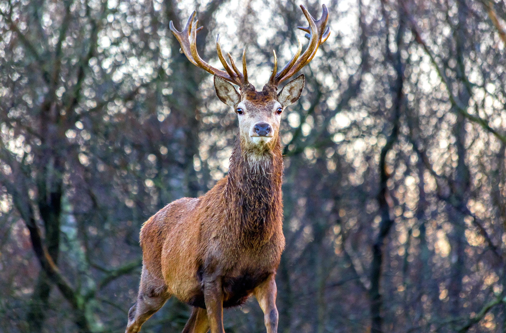 Canon EF 70-300mm F4-5.6 IS USM sample photo. Sunrise stag photography