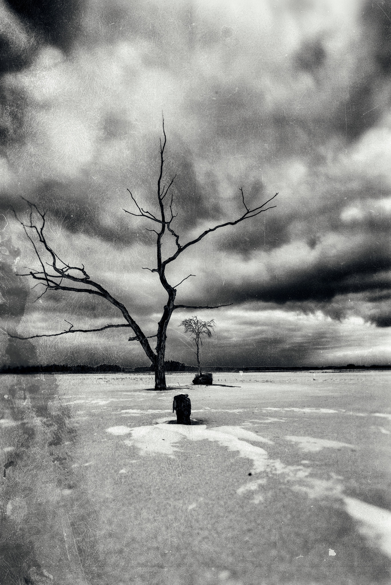 Nikon AF-S Nikkor 18-35mm F3.5-4.5G ED sample photo. Dead tree photography