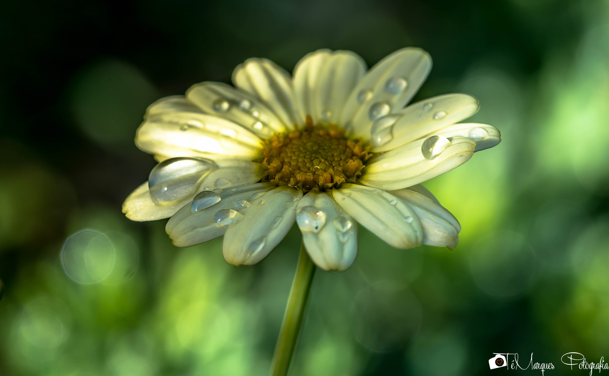 Nikon D7200 sample photo. Morning beauty photography