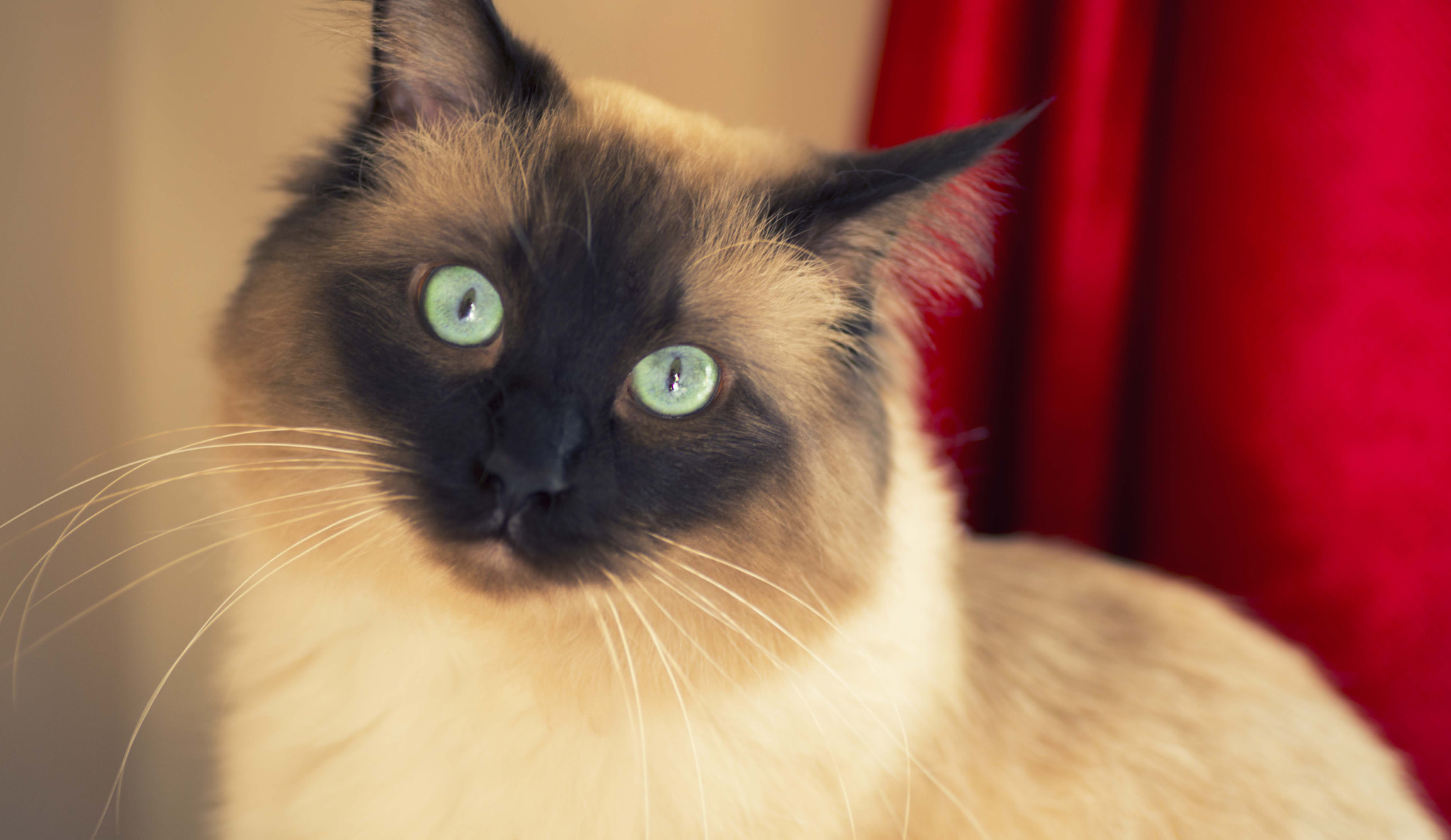 Nikon D800 sample photo. Jinxy photography