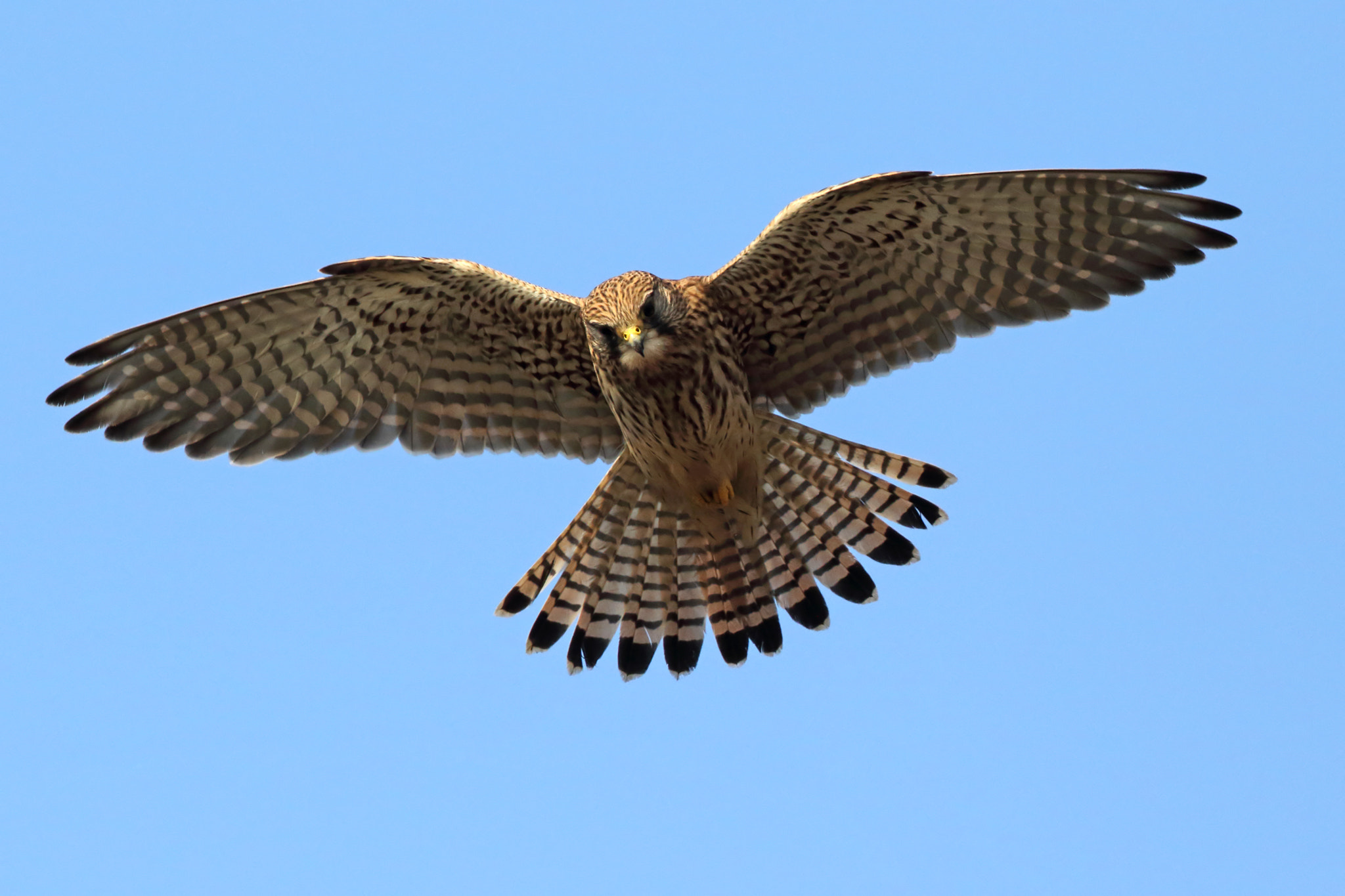 Canon EF 500mm F4L IS II USM sample photo. Almost on top photography