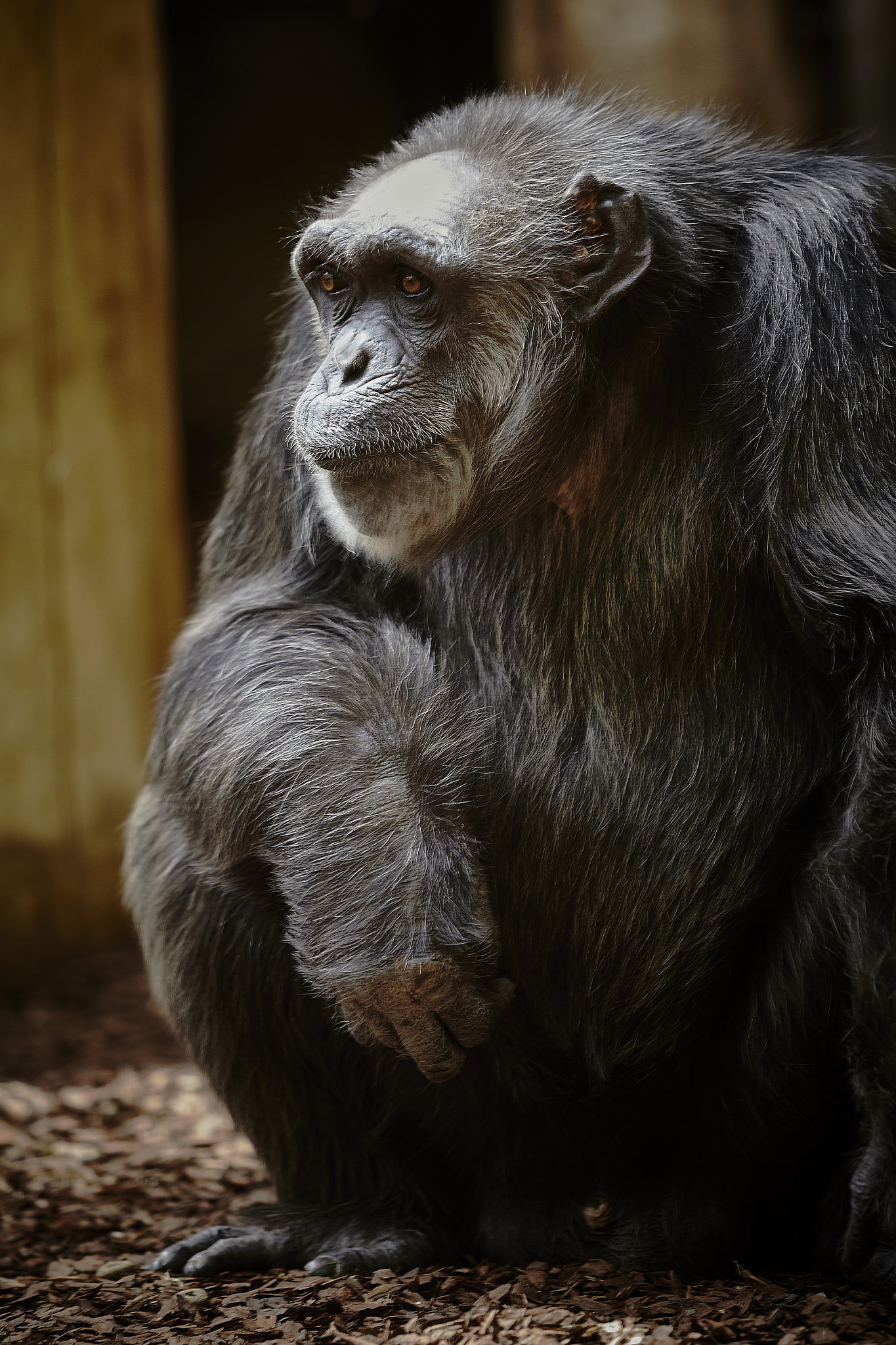 Canon EF 70-200mm F2.8L USM sample photo. Gorilla photography