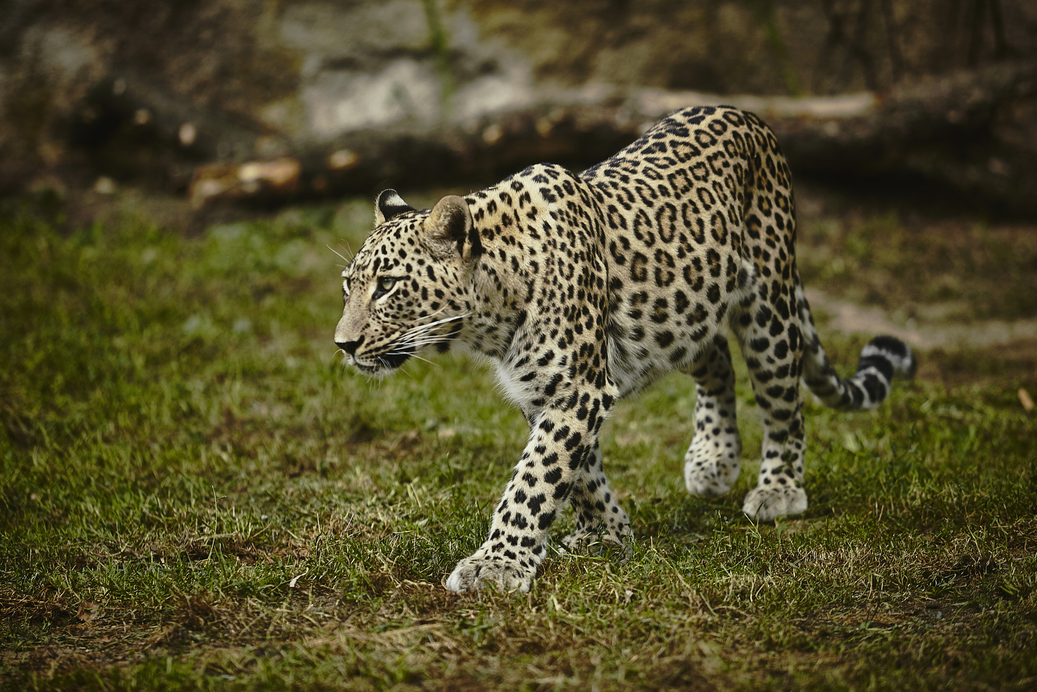 Canon EF 70-200mm F2.8L USM sample photo. Lampart photography