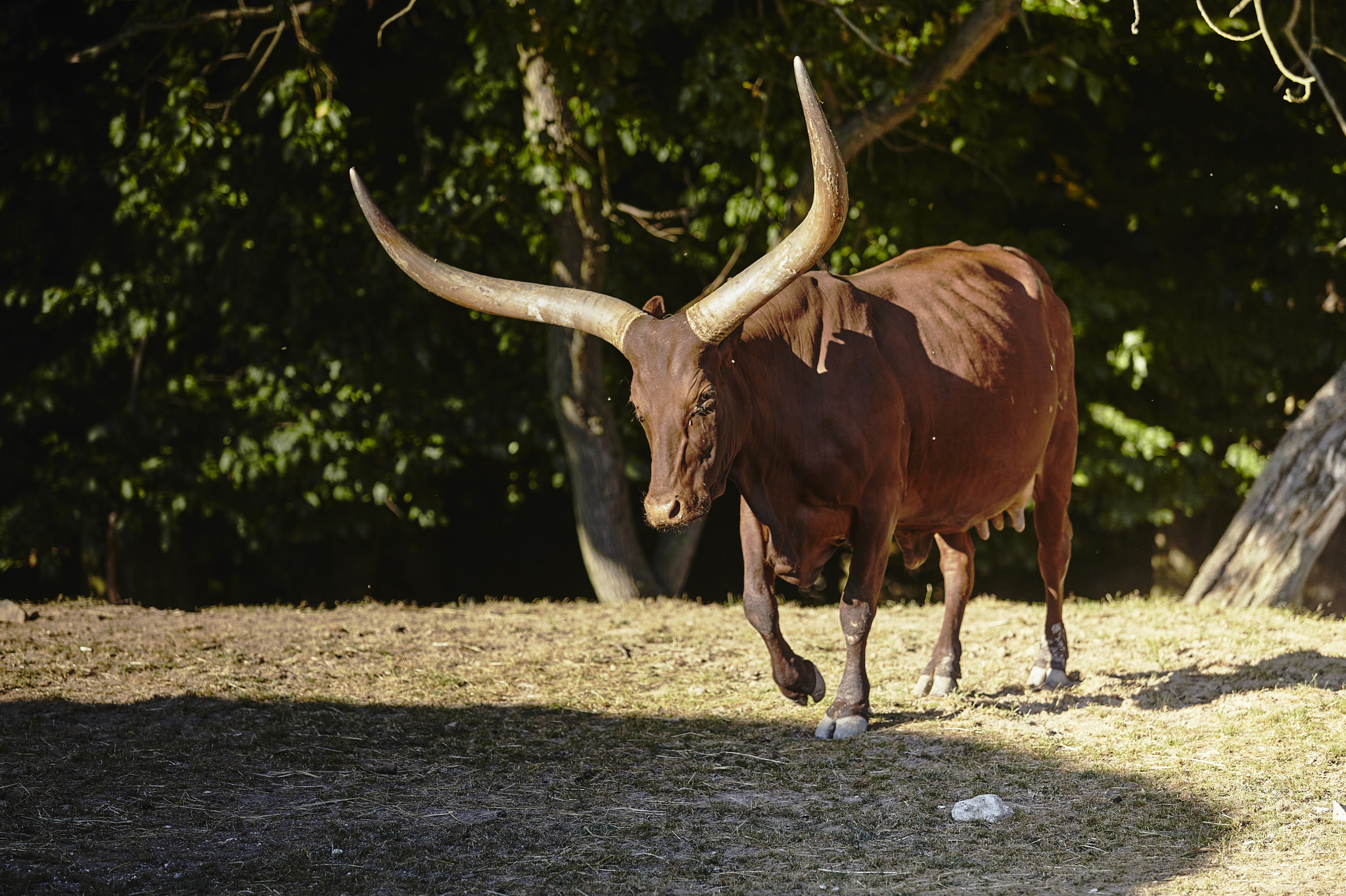 Canon EF 70-200mm F2.8L USM sample photo. Wild cow photography