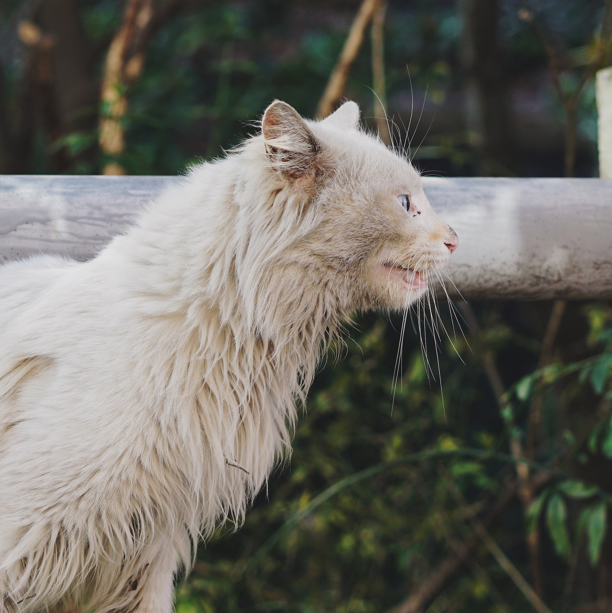 Sony a7R II + Sony Sonnar T* FE 55mm F1.8 ZA sample photo. Old cat.after been through everything，he looks firm to me. photography