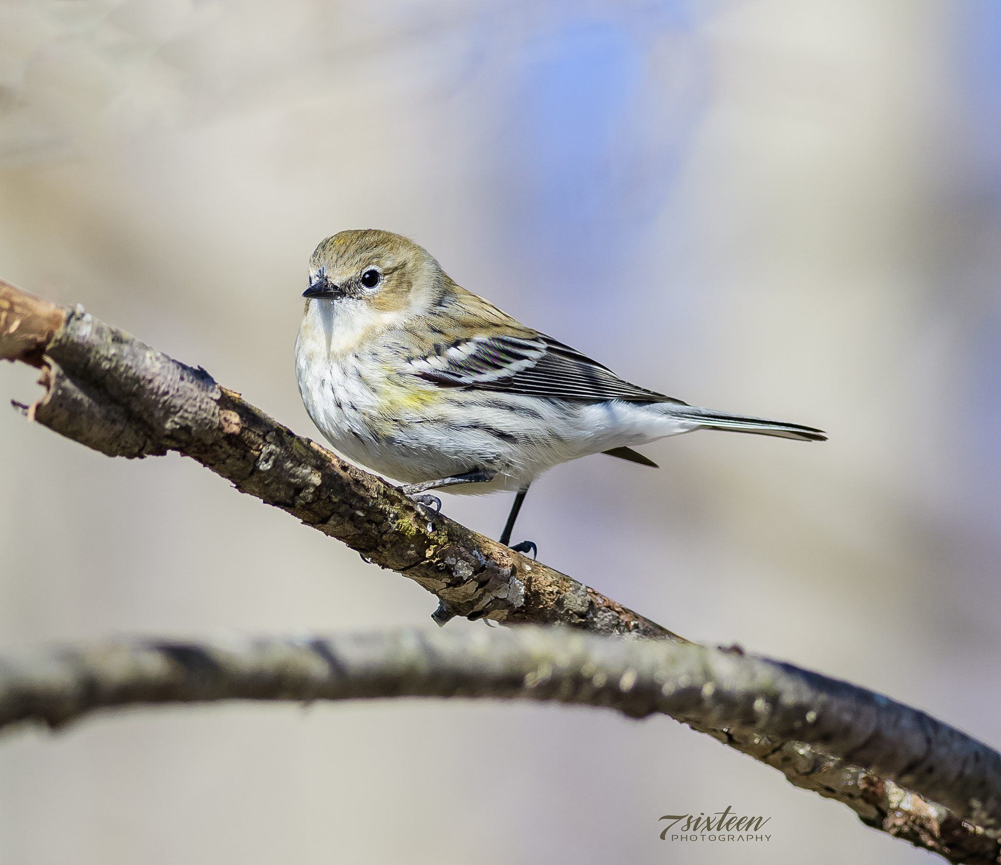 Nikon D500 + Nikon AF-S Nikkor 300mm F4D ED-IF sample photo. Goldfinch photography