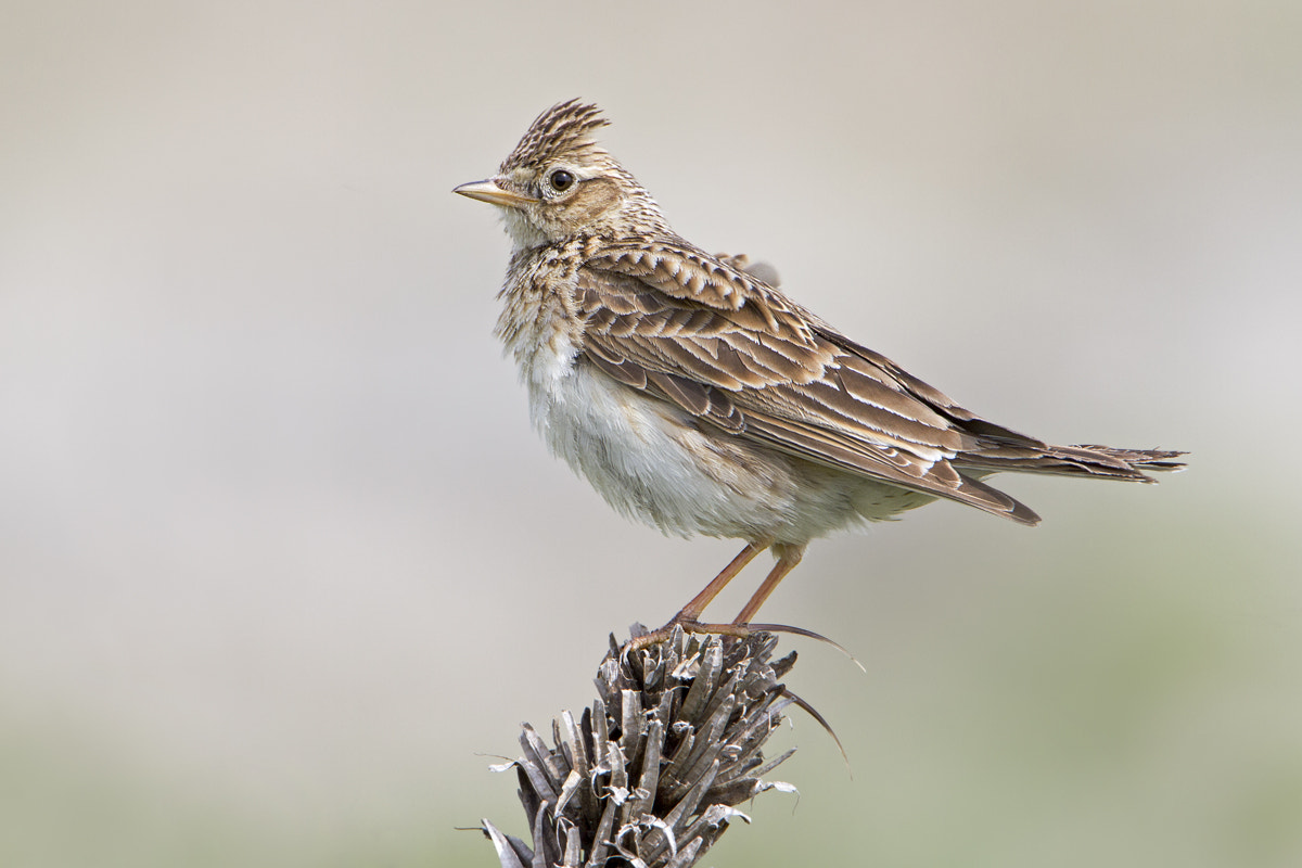 Canon EOS 7D + Canon EF 500mm F4L IS USM sample photo. Eurasian skylark photography