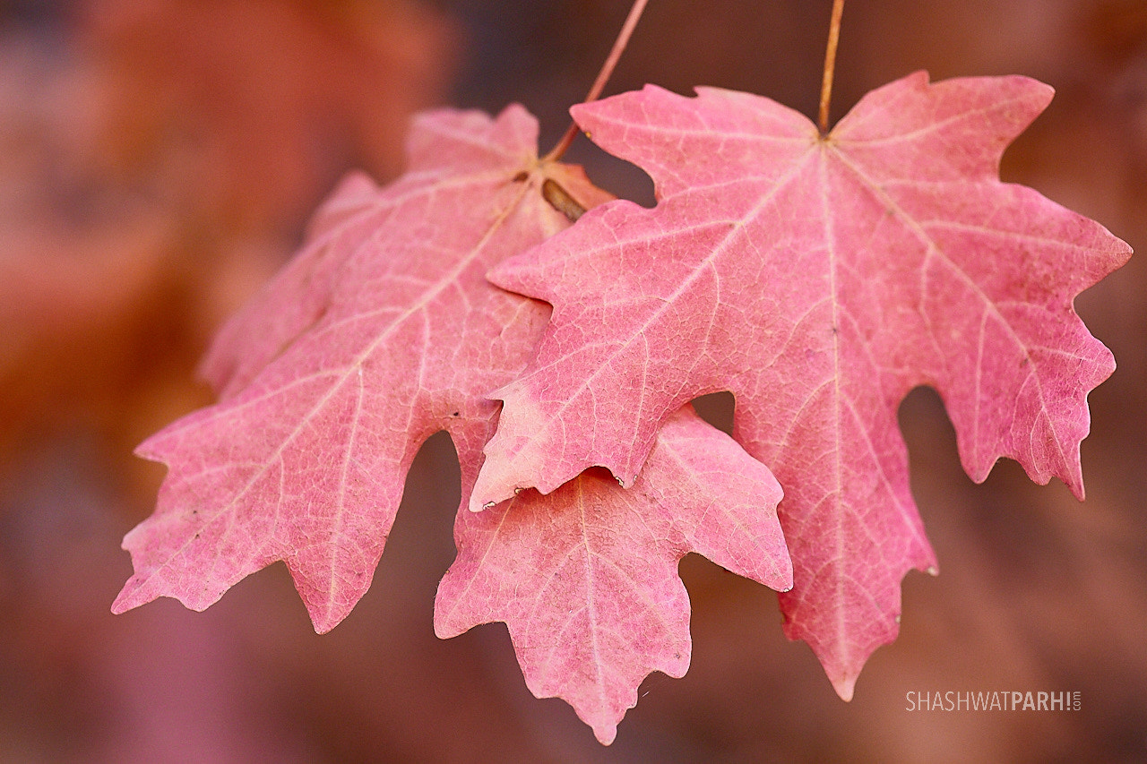 Canon EOS 5D Mark IV + ZEISS Makro-Planar T* 100mm F2 sample photo. Dragon maple, fall, zion photography