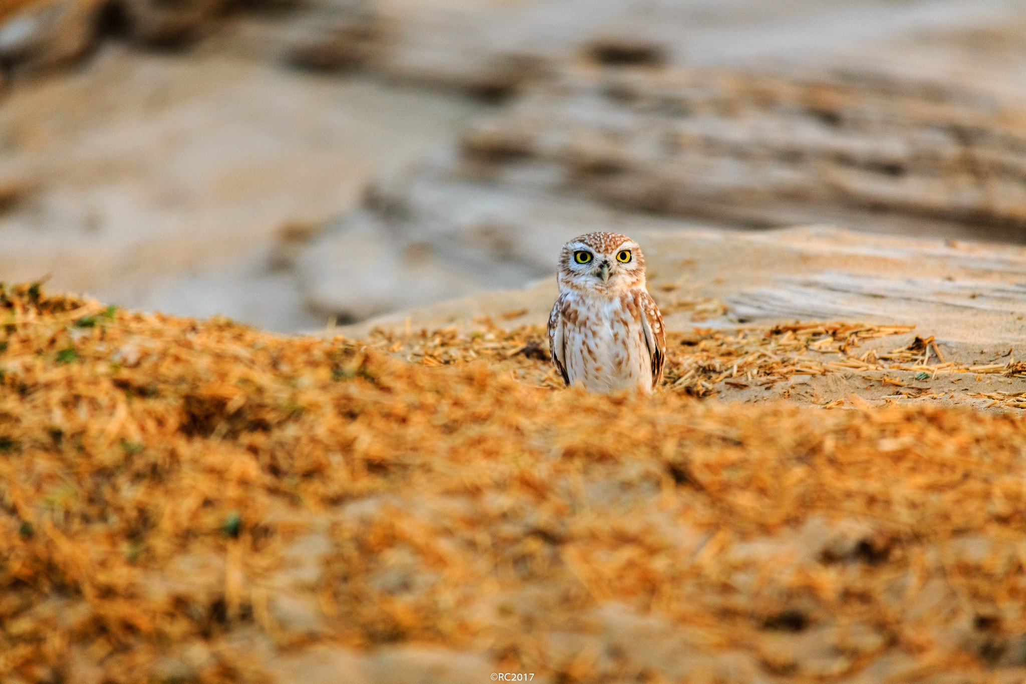 Sigma 150-500mm F5-6.3 DG OS HSM sample photo. Little owl photography