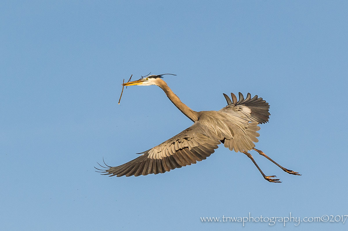 Nikon AF-S Nikkor 300mm F2.8G ED-IF VR sample photo. Beauty in motion photography