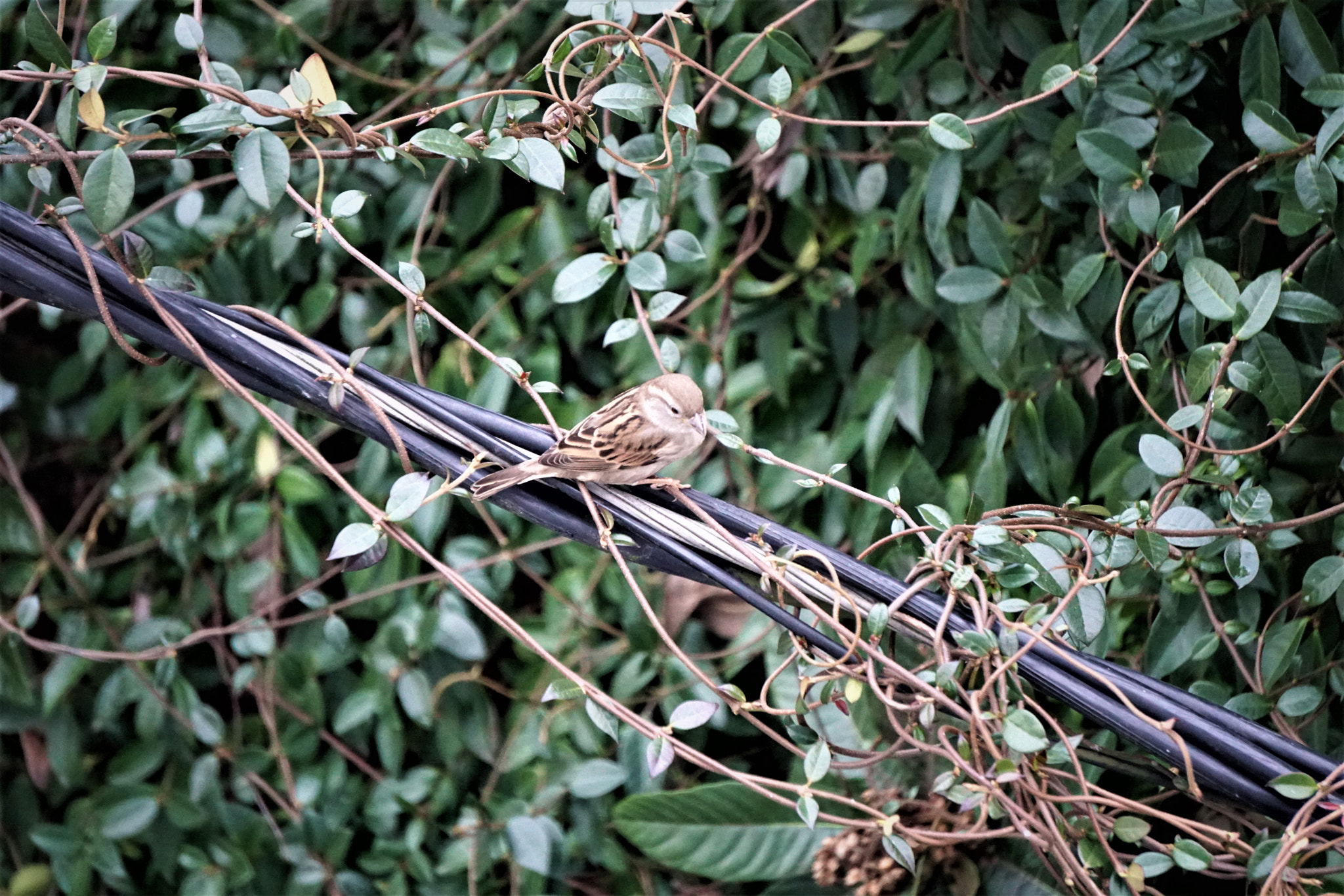 Sony E 55-210mm F4.5-6.3 OSS sample photo. Bird on a wire photography