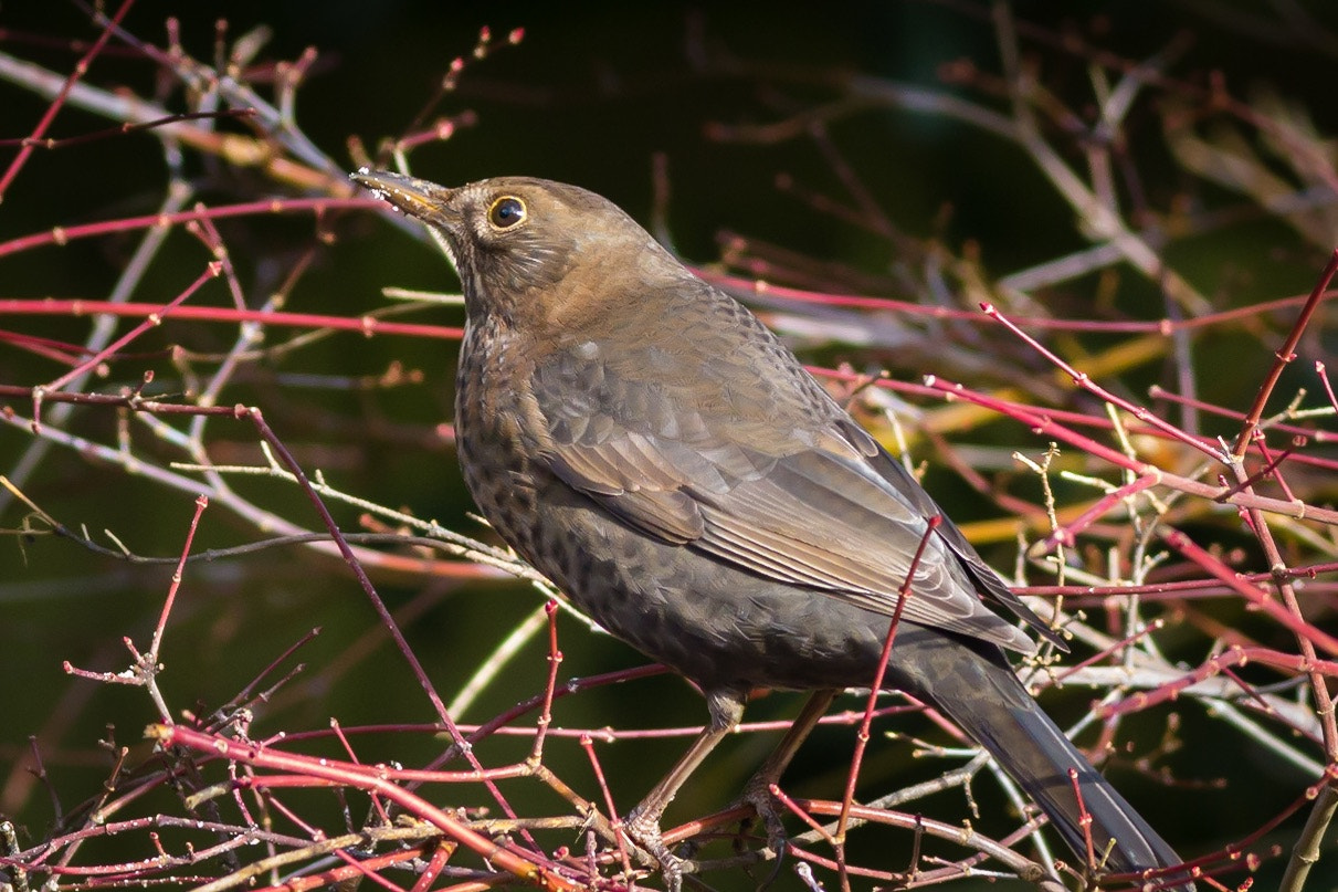 Canon EF 400mm F5.6L USM sample photo. Blackbird enjoying the sun photography