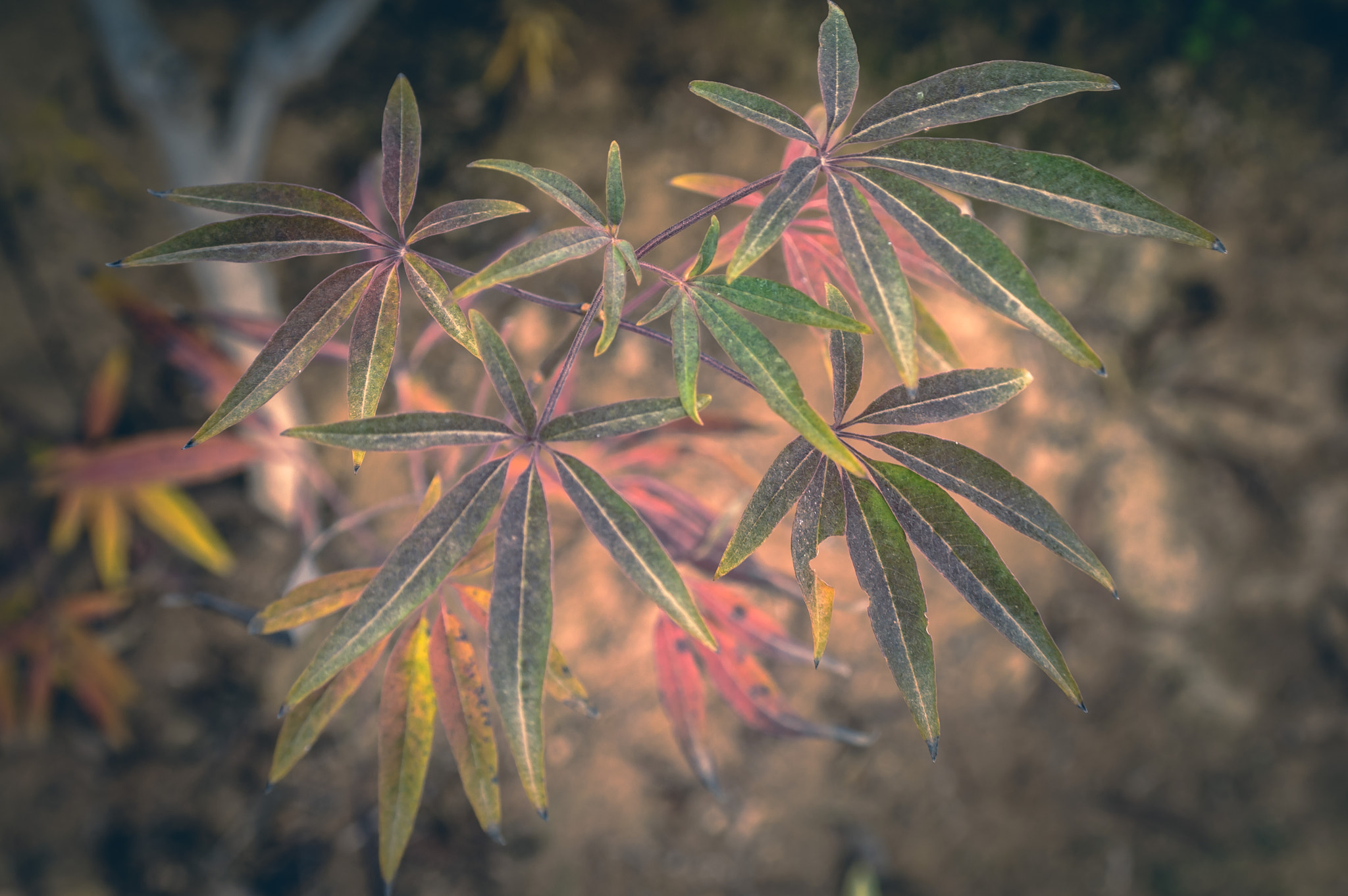 Samsung NX10 sample photo. Garden photography