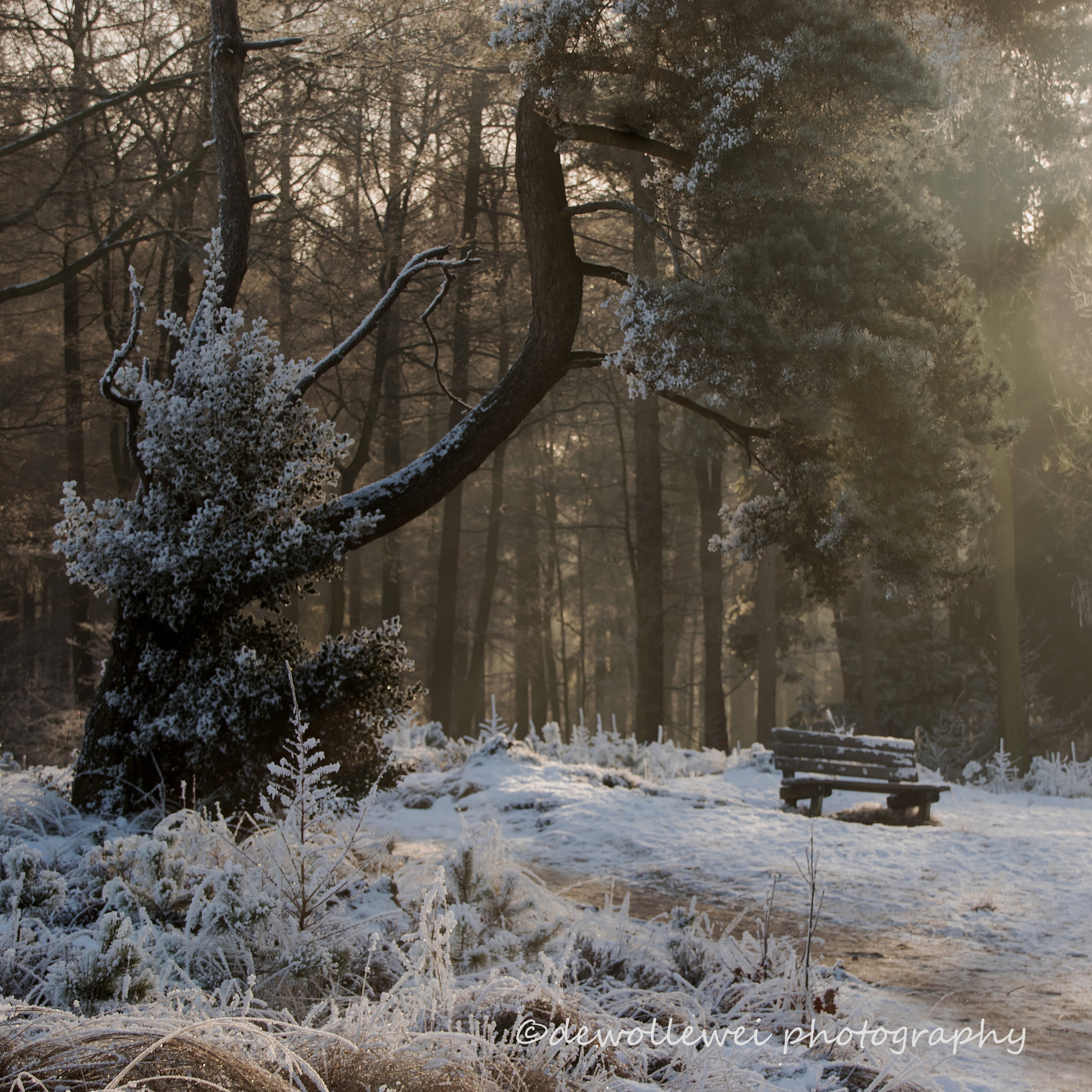 Canon EOS 7D Mark II + Sigma 18-200mm f/3.5-6.3 DC OS HSM [II] sample photo. Winter scene photography