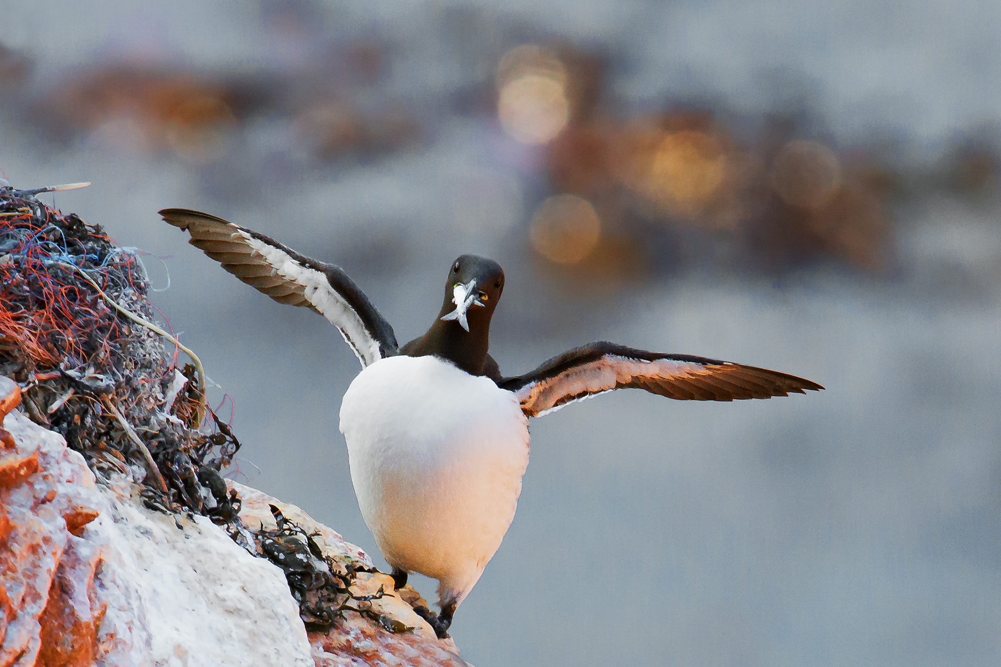 Nikon D800 sample photo. Guillemot on the coast... photography