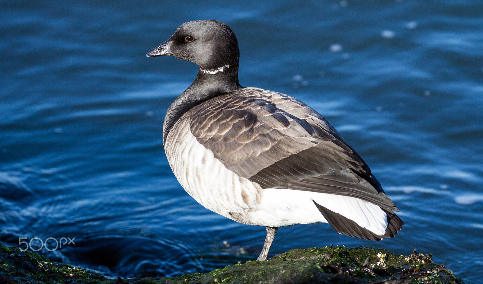 Canon EOS 60D sample photo. Black brant photography
