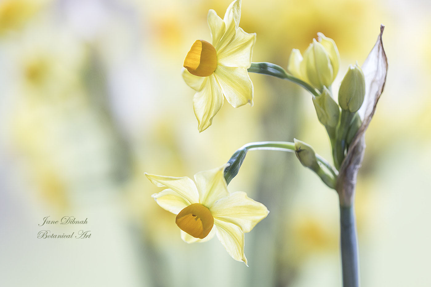 Canon EF 180mm F3.5L Macro USM sample photo. Narcissus sols photography